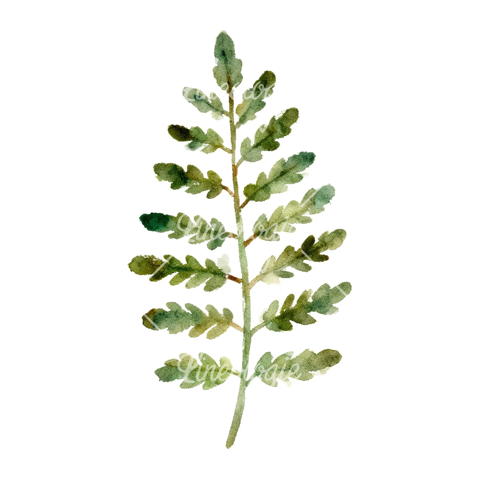 Watercolor fern with olive tones clipart 7 of 9 on a white background (JPG)