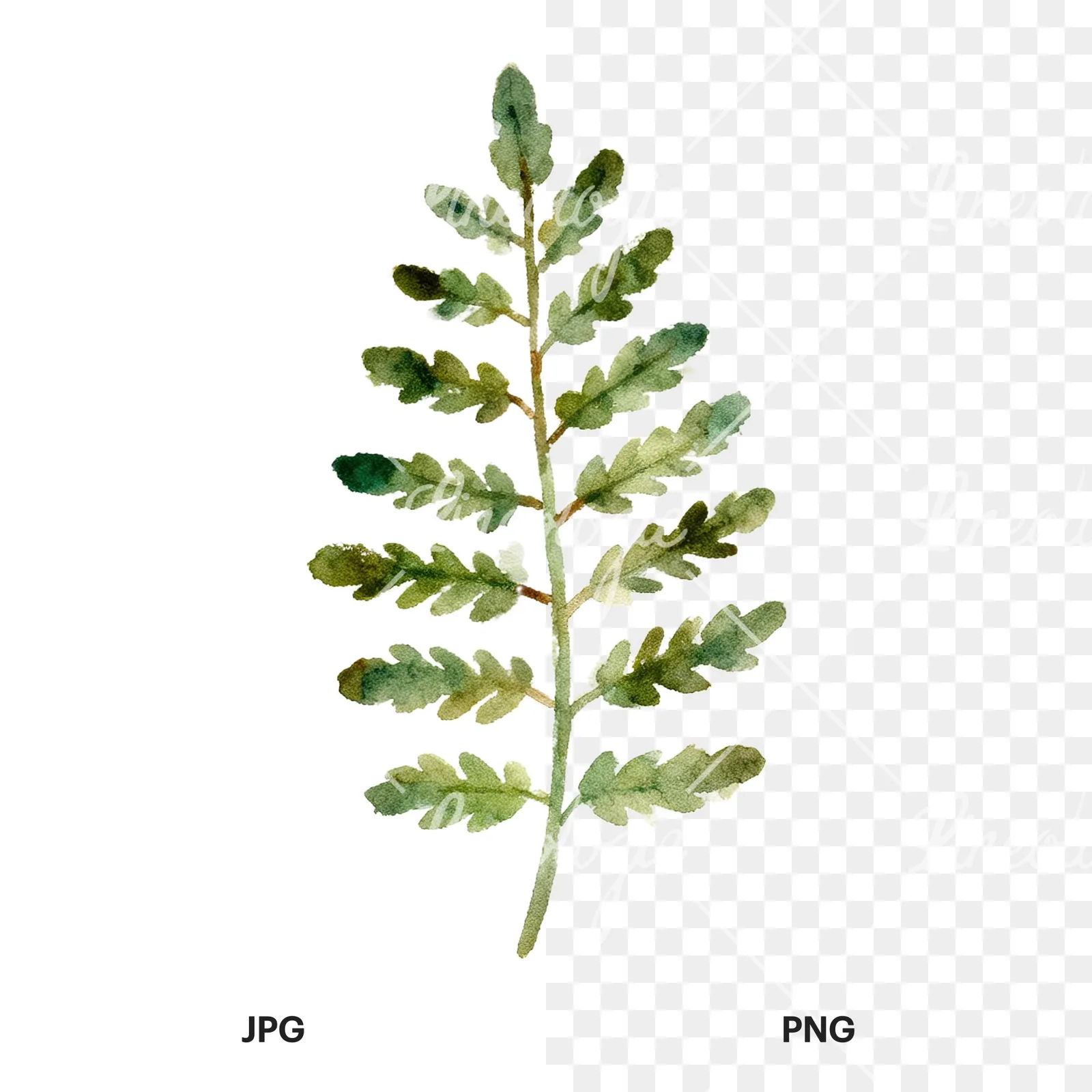Watercolor fern with olive tones clipart 7 of 9, as a JPG on white and a transparent PNG