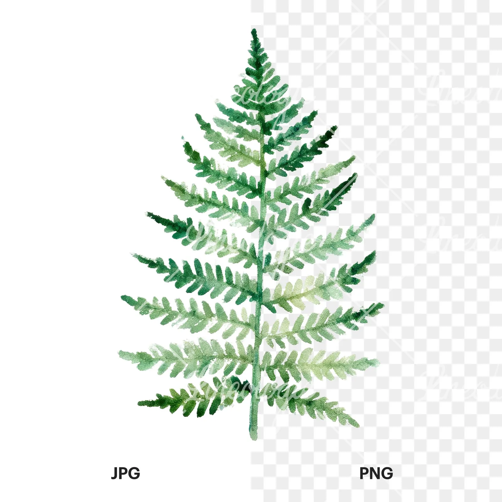 Watercolor fern with olive tones clipart 8 of 9, as a JPG on white and a transparent PNG