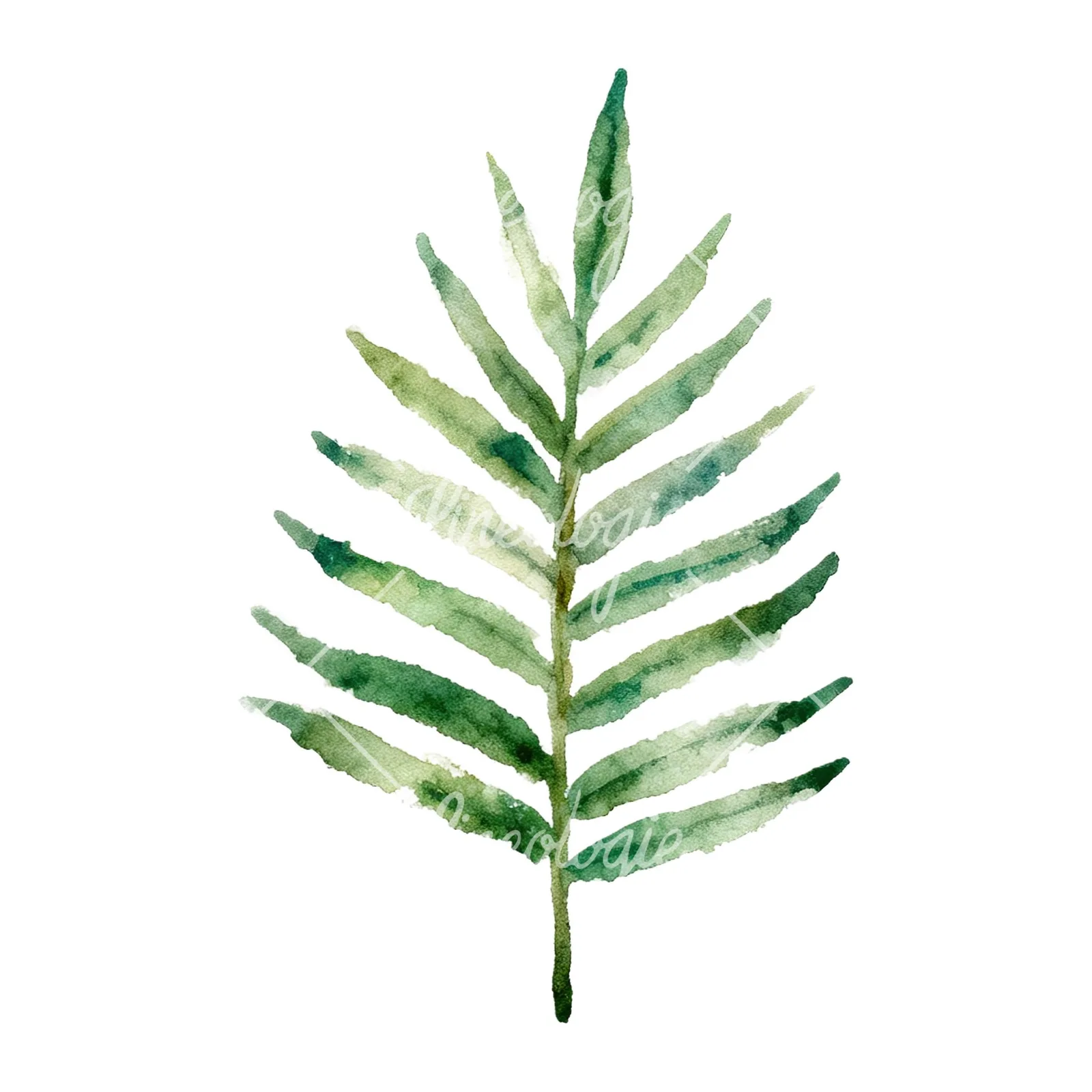 Watercolor fern with olive tones clipart 9 of 9 on a white background (JPG)