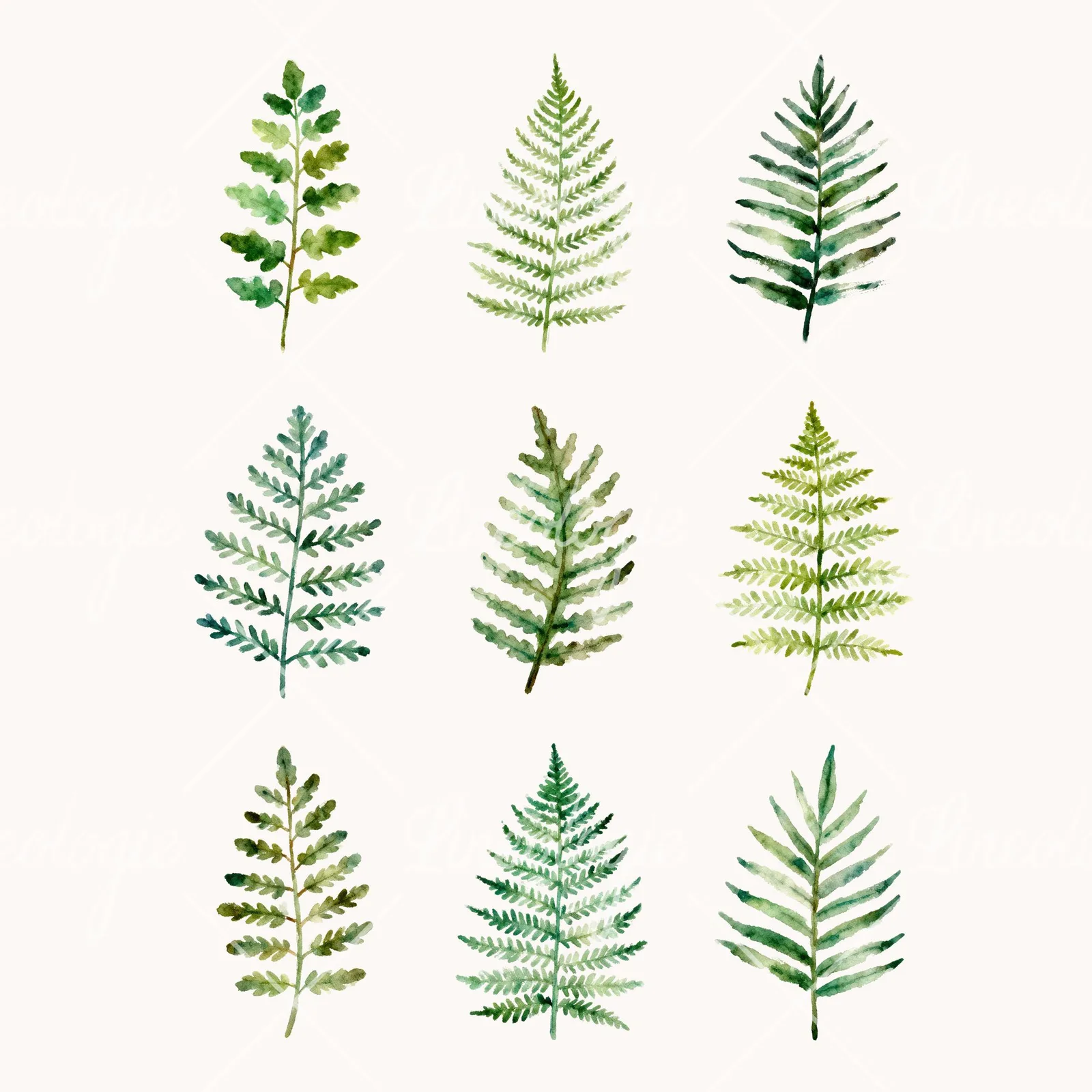 Watercolor Fern with Olive Tones Clipart, all 9 illustrations in the pack