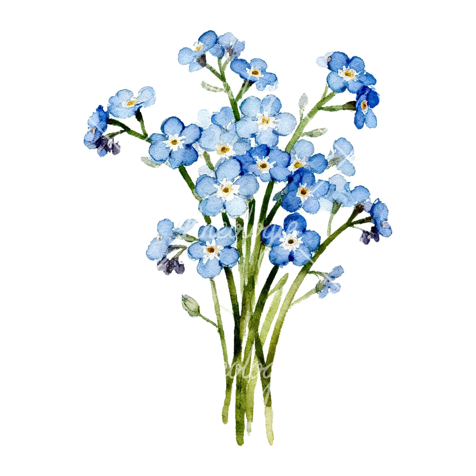 Watercolor blue and purple forget me not bouquet clipart 2 of 9 on a white background (JPG)