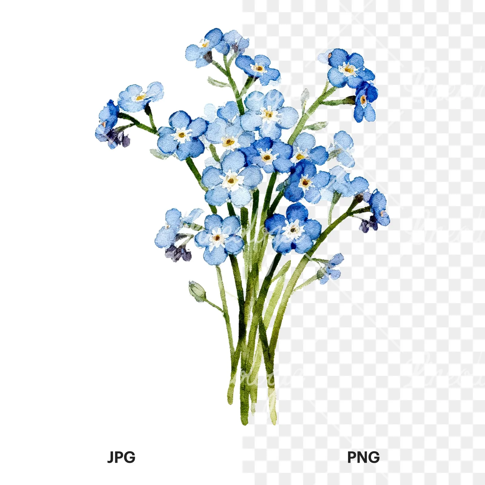 Watercolor blue and purple forget me not bouquet clipart 2 of 9, as a JPG on white and a transparent PNG