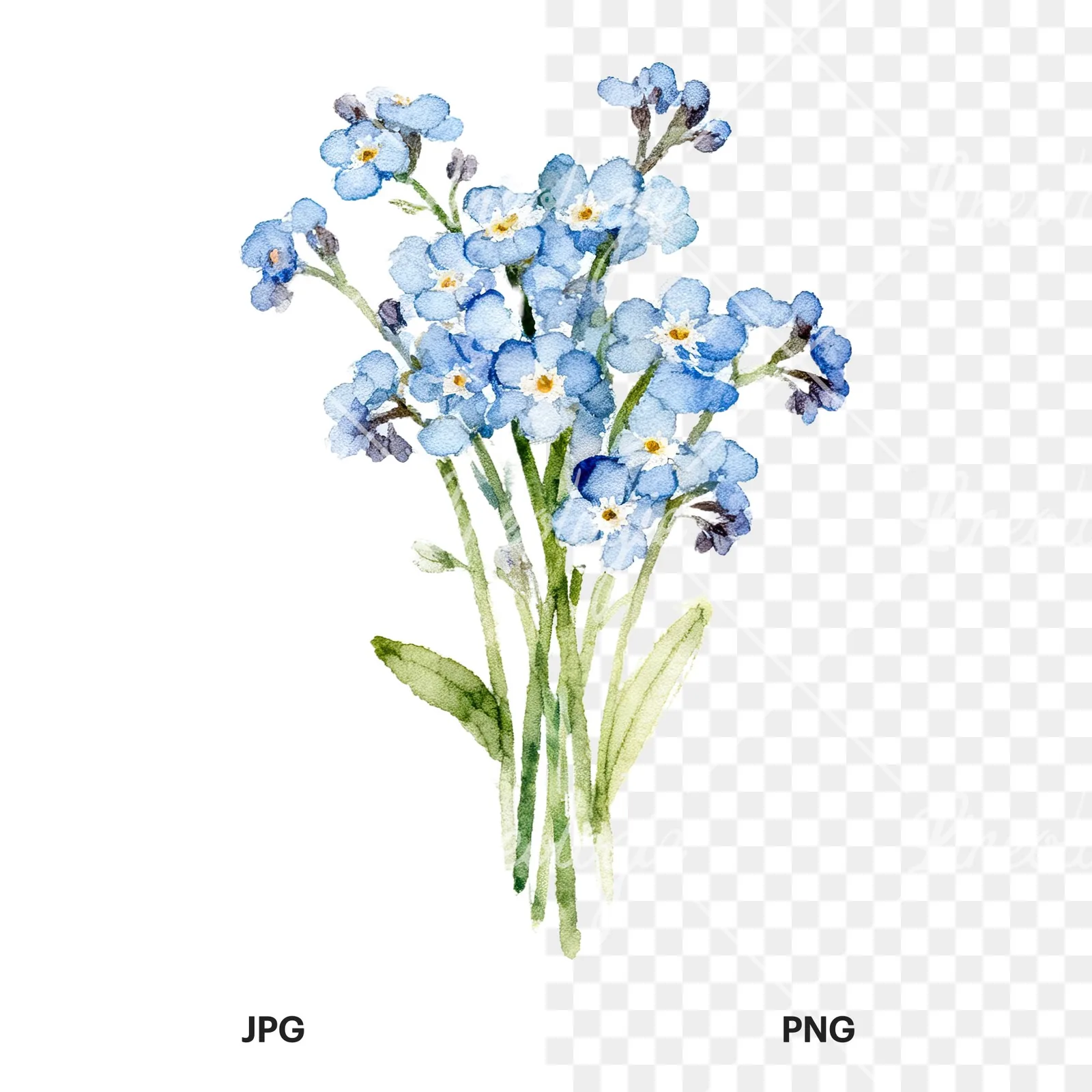 Watercolor blue and purple forget me not bouquet clipart 3 of 9, as a JPG on white and a transparent PNG