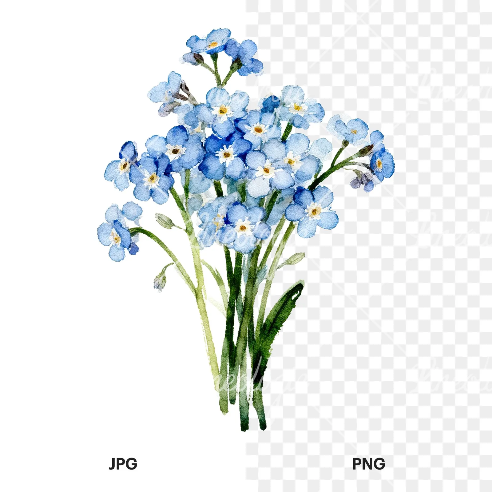 Watercolor blue and purple forget me not bouquet clipart 5 of 9, as a JPG on white and a transparent PNG