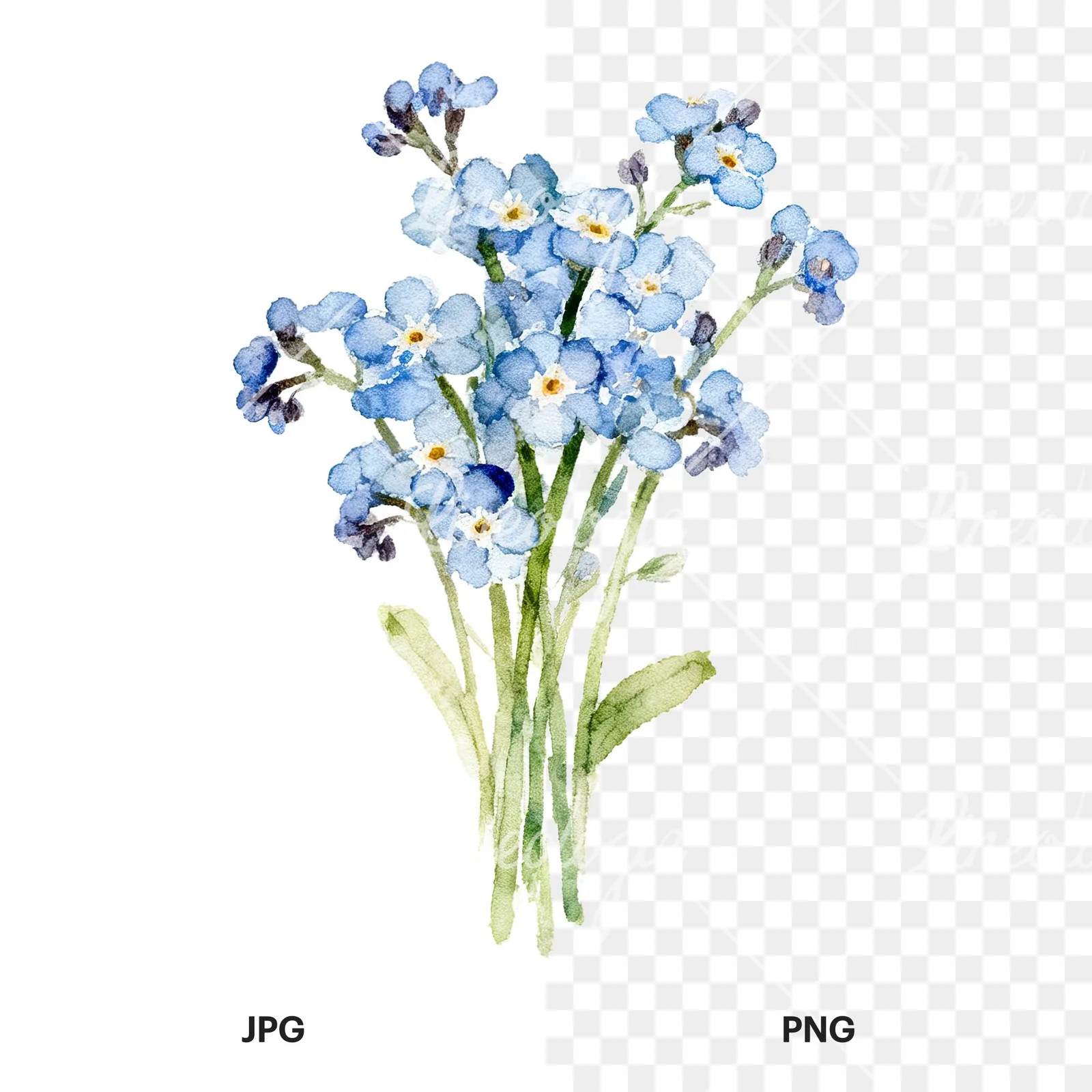Watercolor blue and purple forget me not bouquet clipart 7 of 9, as a JPG on white and a transparent PNG