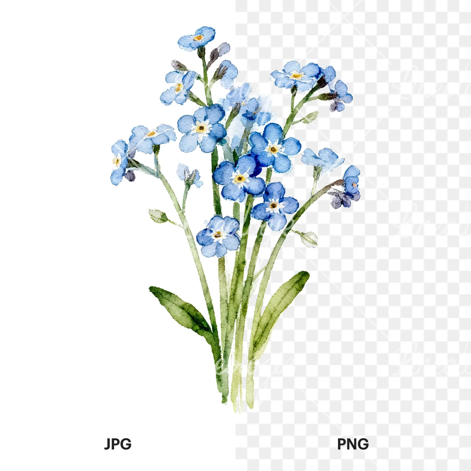 Watercolor blue and purple forget me not bouquet clipart 9 of 9, as a JPG on white and a transparent PNG