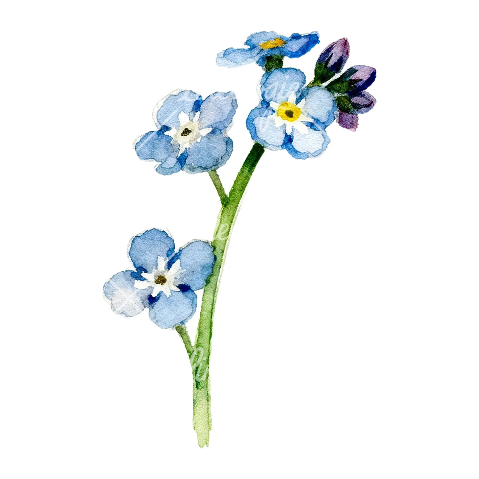 Watercolor forget me not flower clipart 2 of 9 on a white background (JPG)