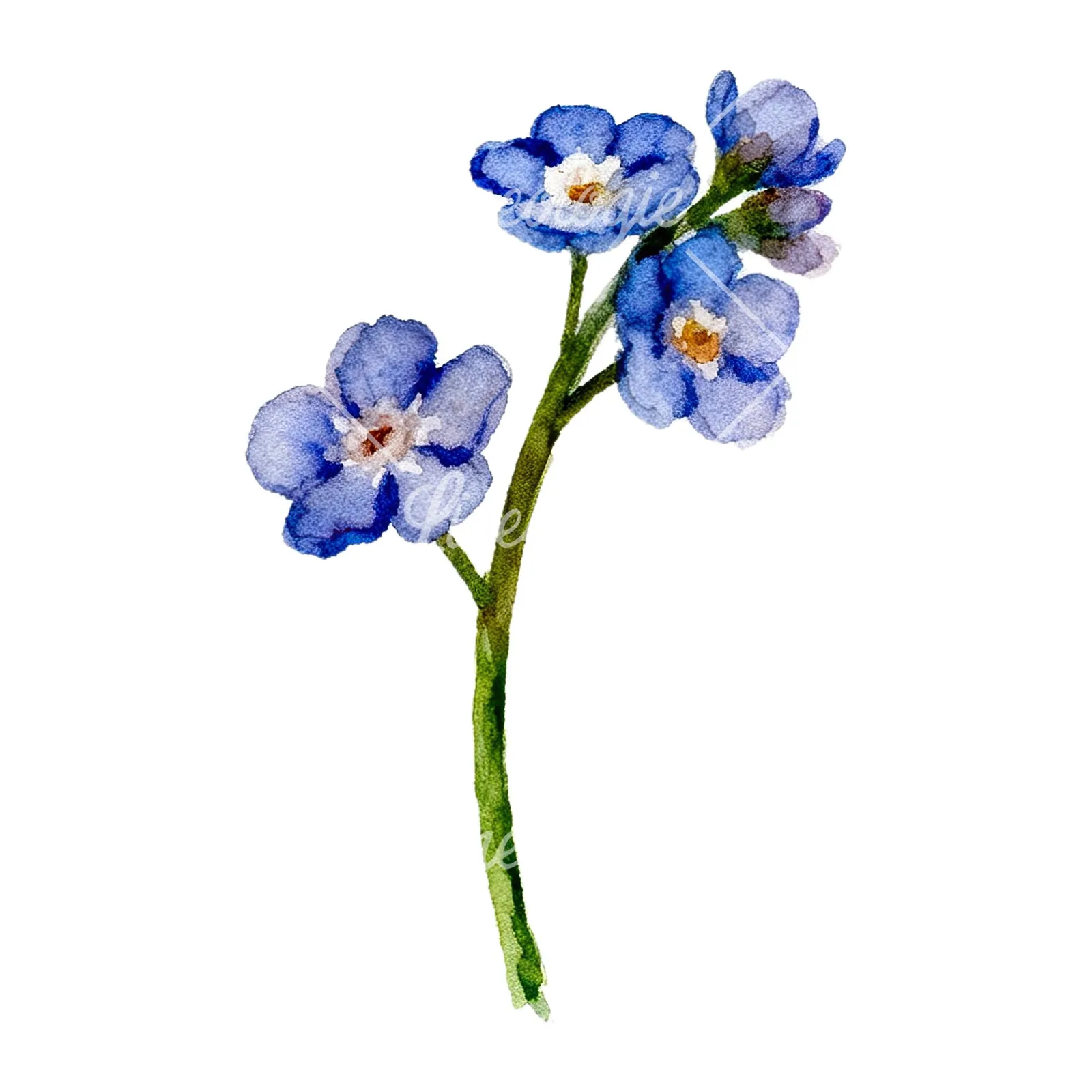 Watercolor forget me not flower clipart 3 of 9 on a white background (JPG)