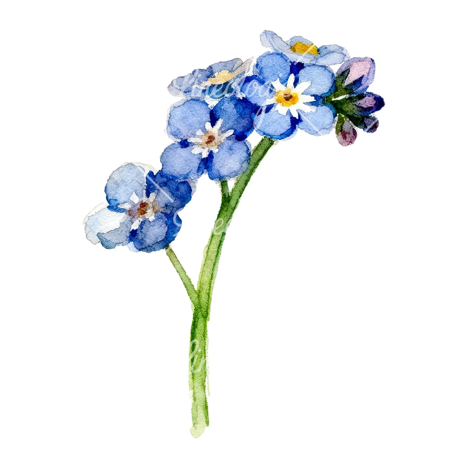 Watercolor forget me not flower clipart 5 of 9 on a white background (JPG)