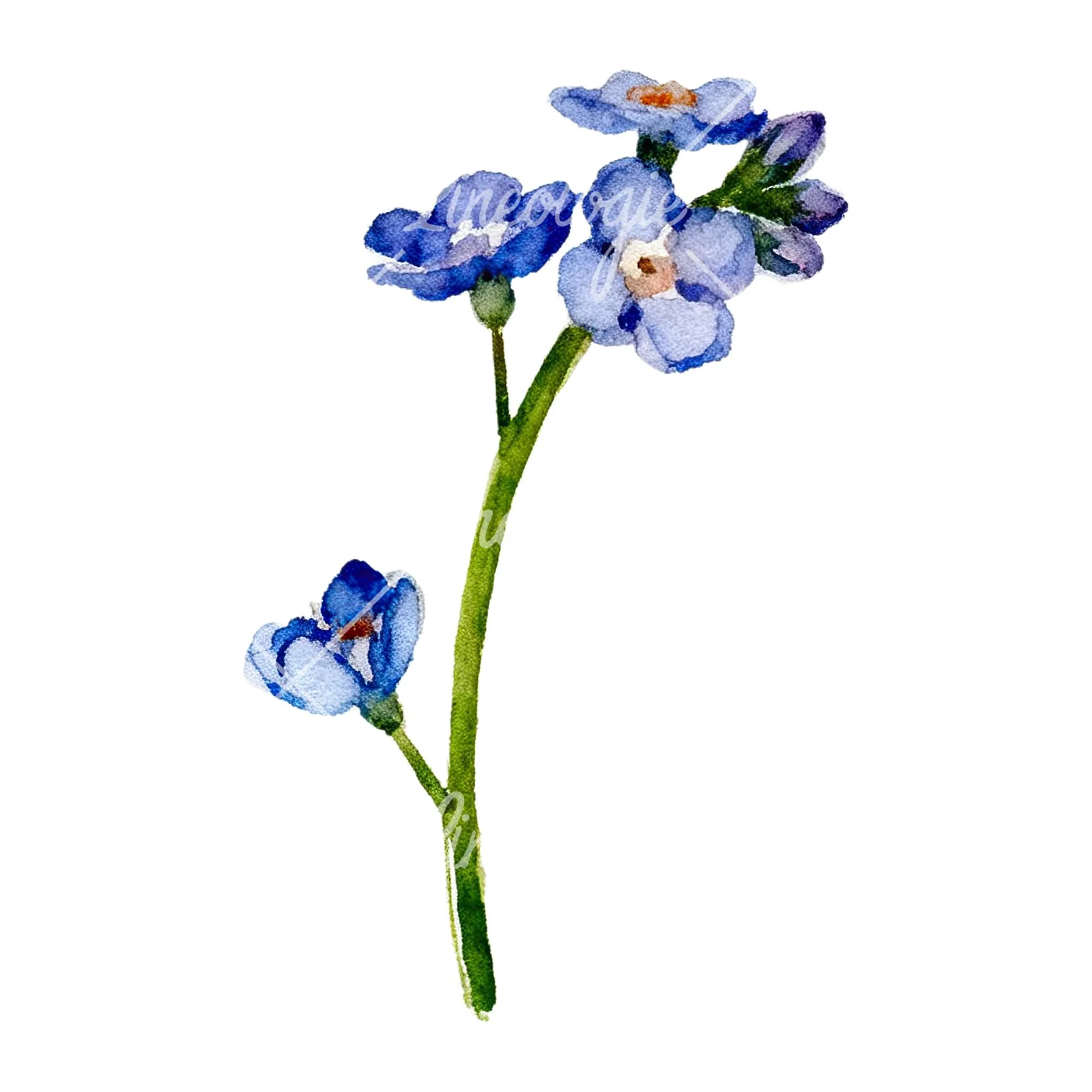 Watercolor forget me not flower clipart 6 of 9 on a white background (JPG)