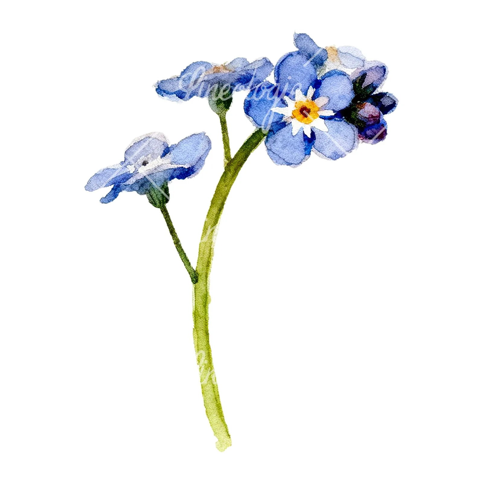 Watercolor forget me not flower clipart 7 of 9 on a white background (JPG)