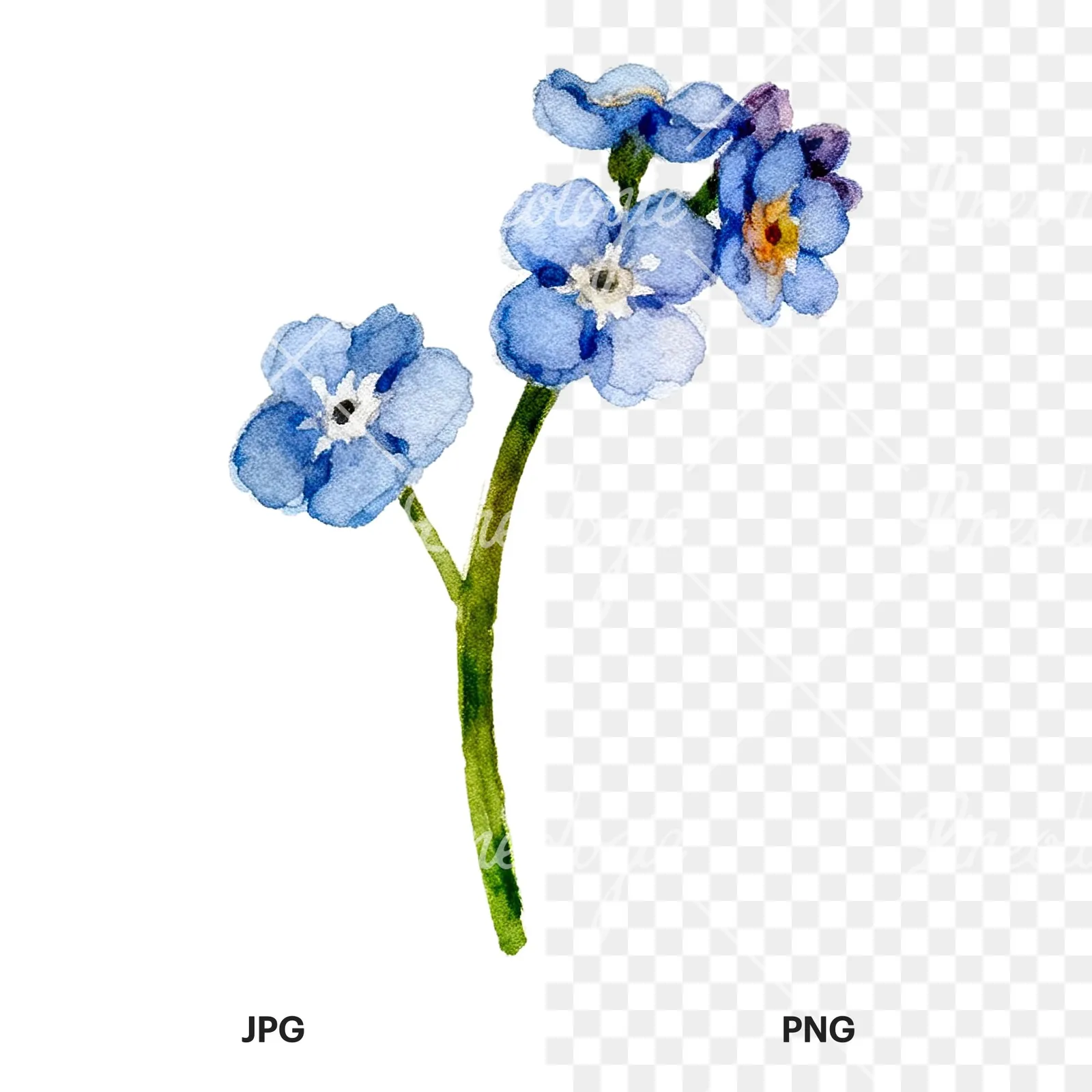 Watercolor forget me not flower clipart 9 of 9, as a JPG on white and a transparent PNG