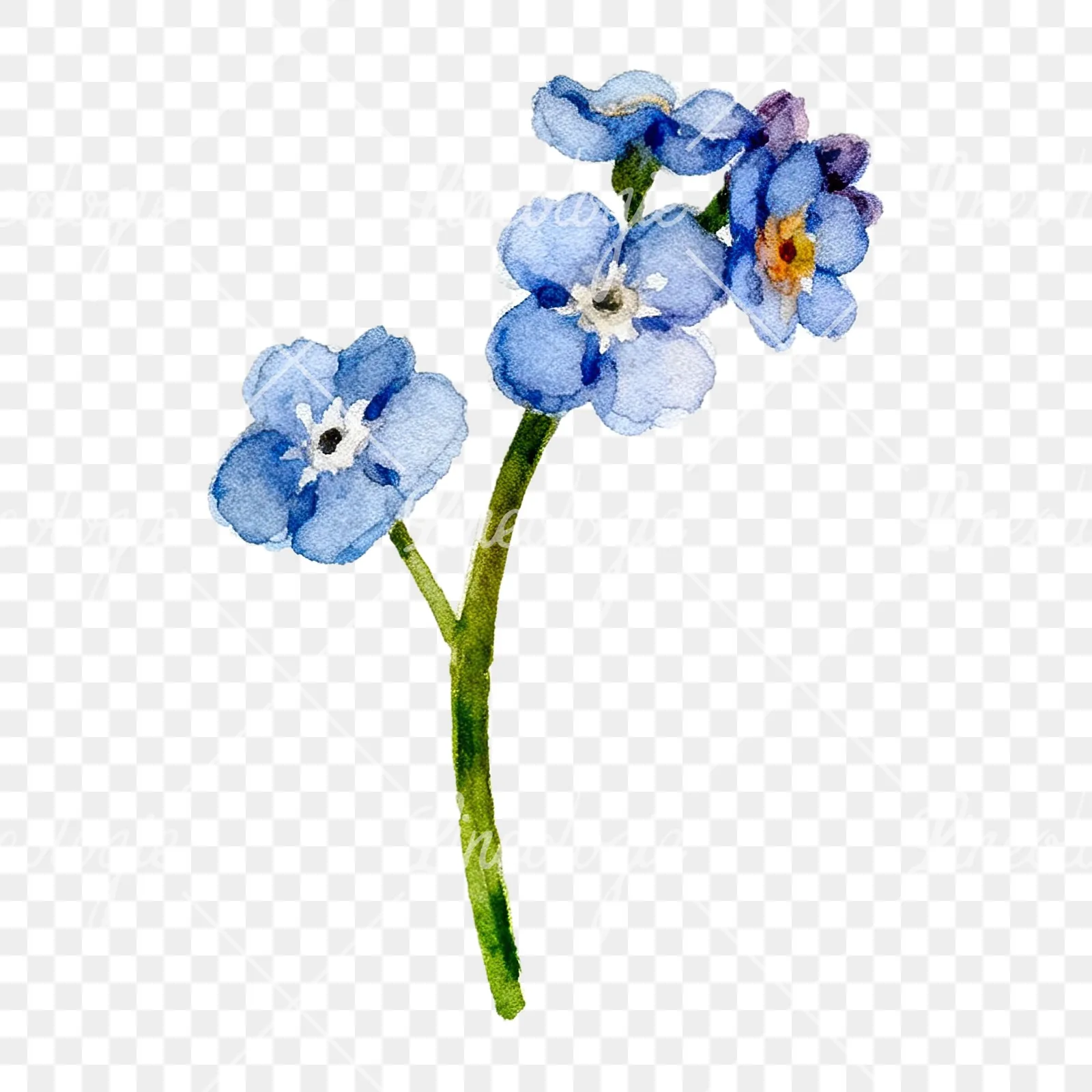 Watercolor forget me not flower clipart 9 of 9 on a transparent background (PNG)