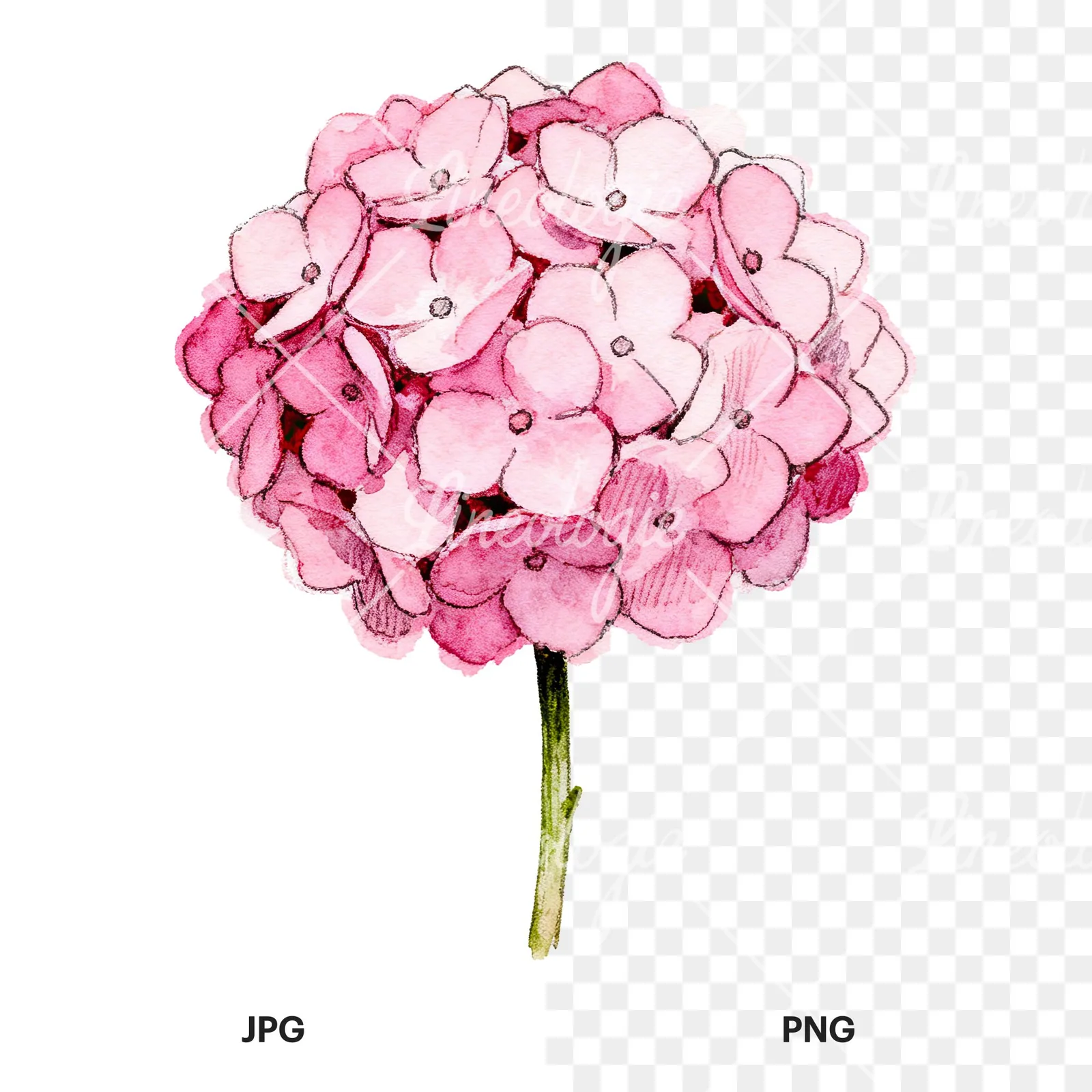 Watercolor hydrangea blue pink purple clipart 1 of 9, as a JPG on white and a transparent PNG