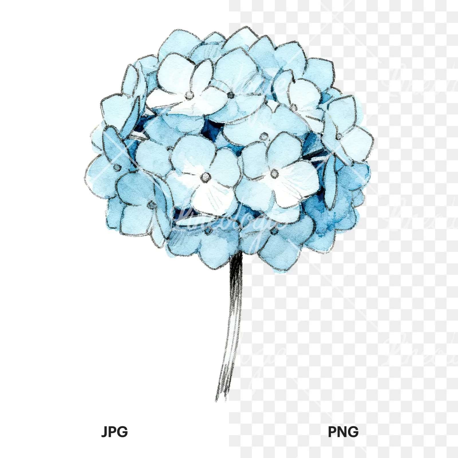 Watercolor hydrangea blue pink purple clipart 2 of 9, as a JPG on white and a transparent PNG