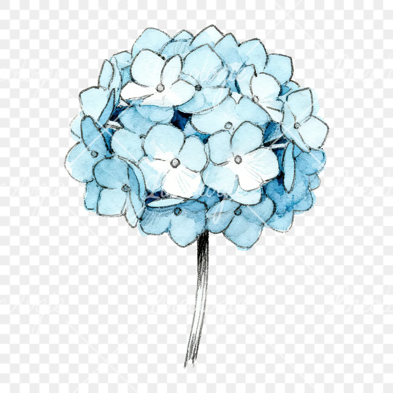Watercolor hydrangea blue pink purple clipart 2 of 9 on a transparent background (PNG)