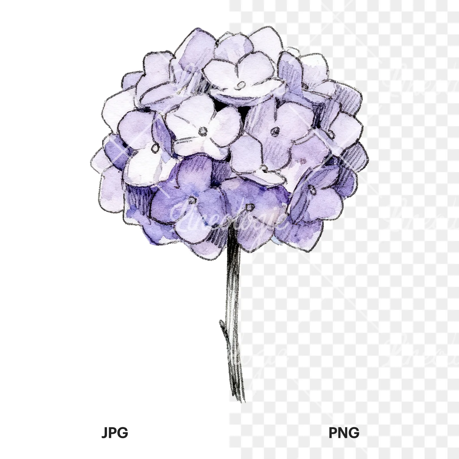 Watercolor hydrangea blue pink purple clipart 3 of 9, as a JPG on white and a transparent PNG