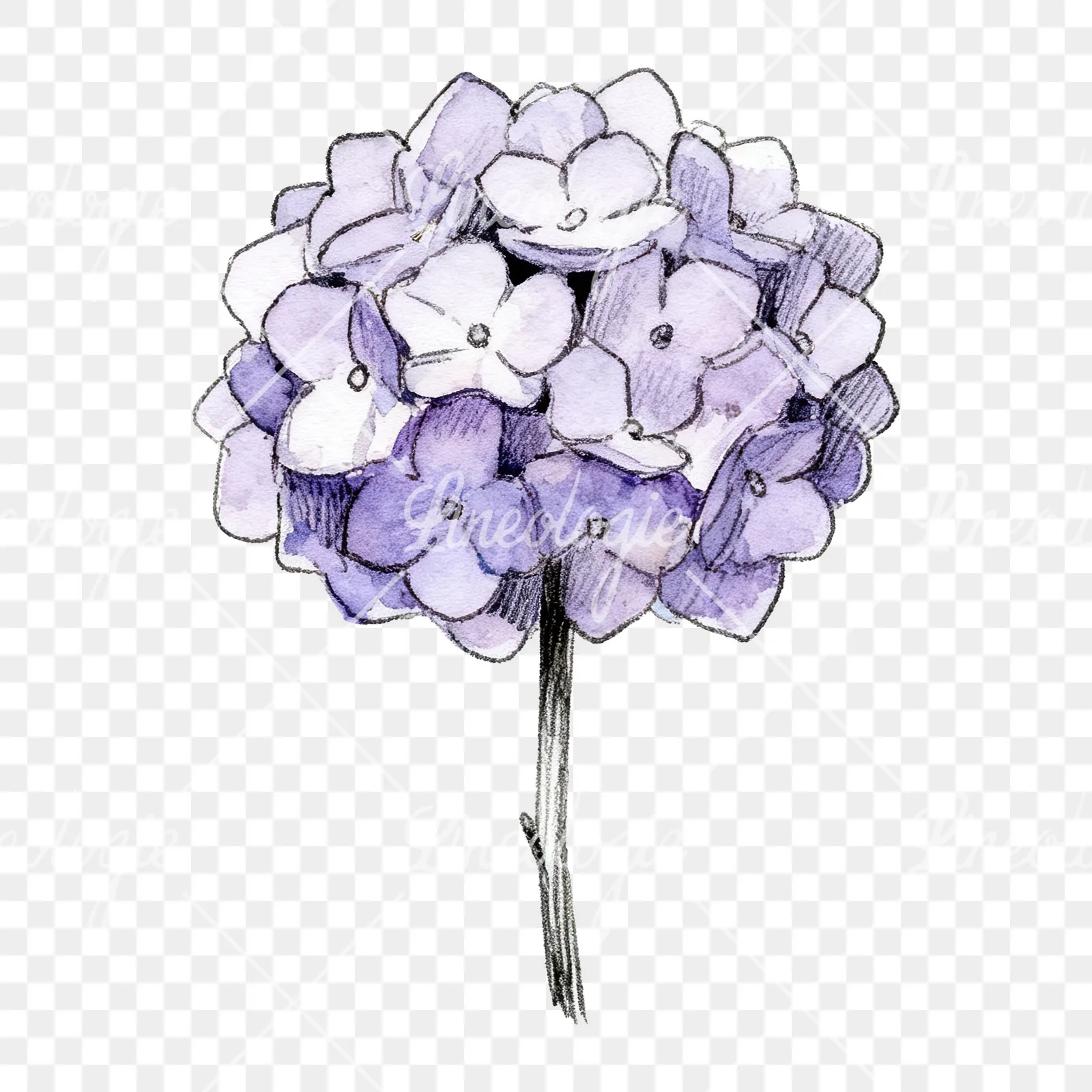 Watercolor hydrangea blue pink purple clipart 3 of 9 on a transparent background (PNG)
