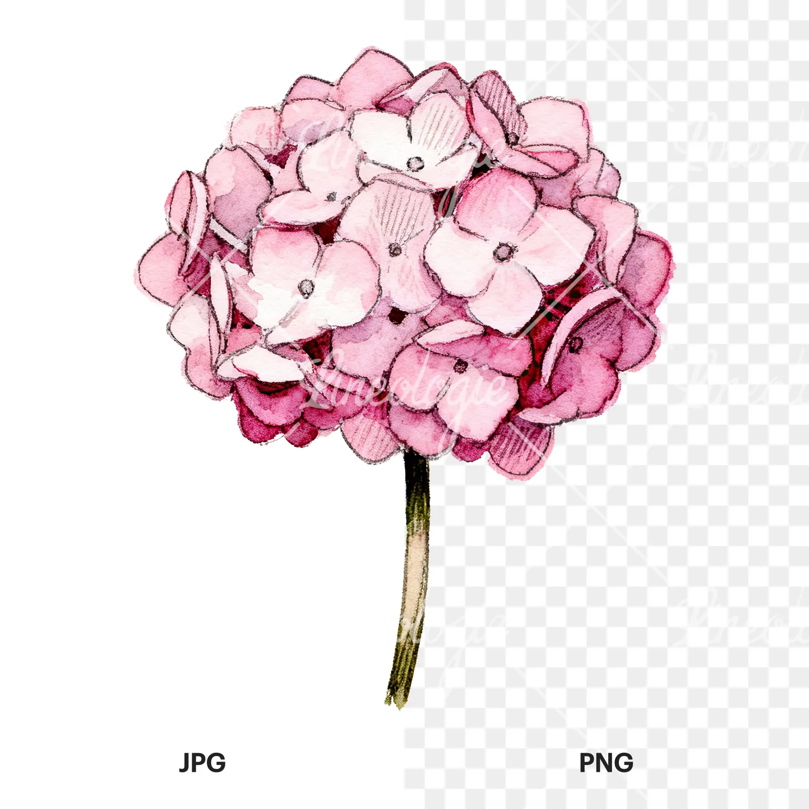 Watercolor hydrangea blue pink purple clipart 4 of 9, as a JPG on white and a transparent PNG