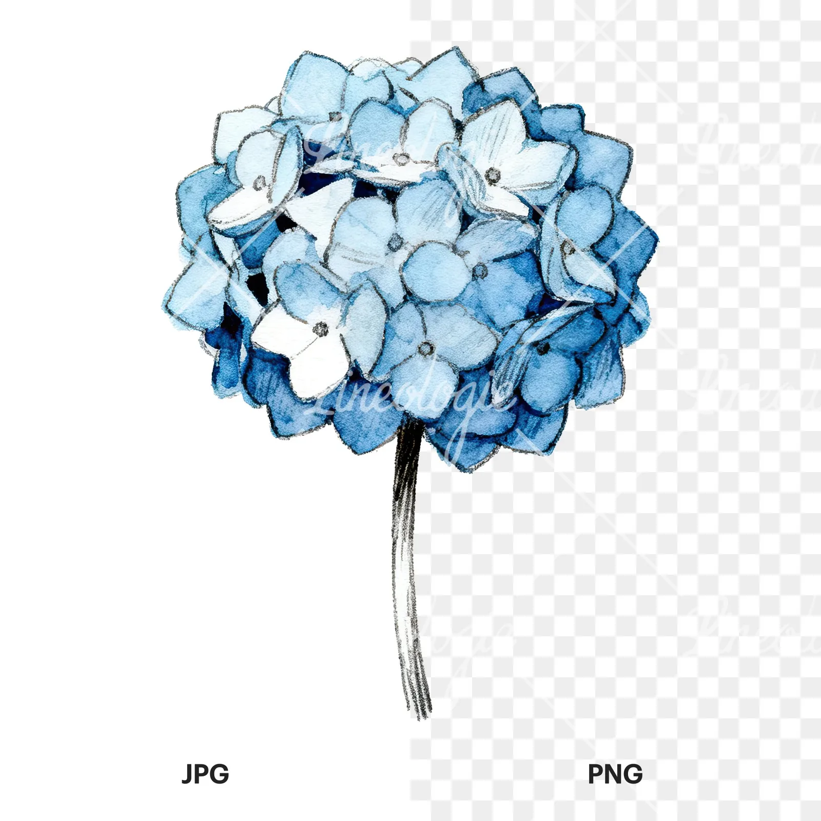Watercolor hydrangea blue pink purple clipart 5 of 9, as a JPG on white and a transparent PNG
