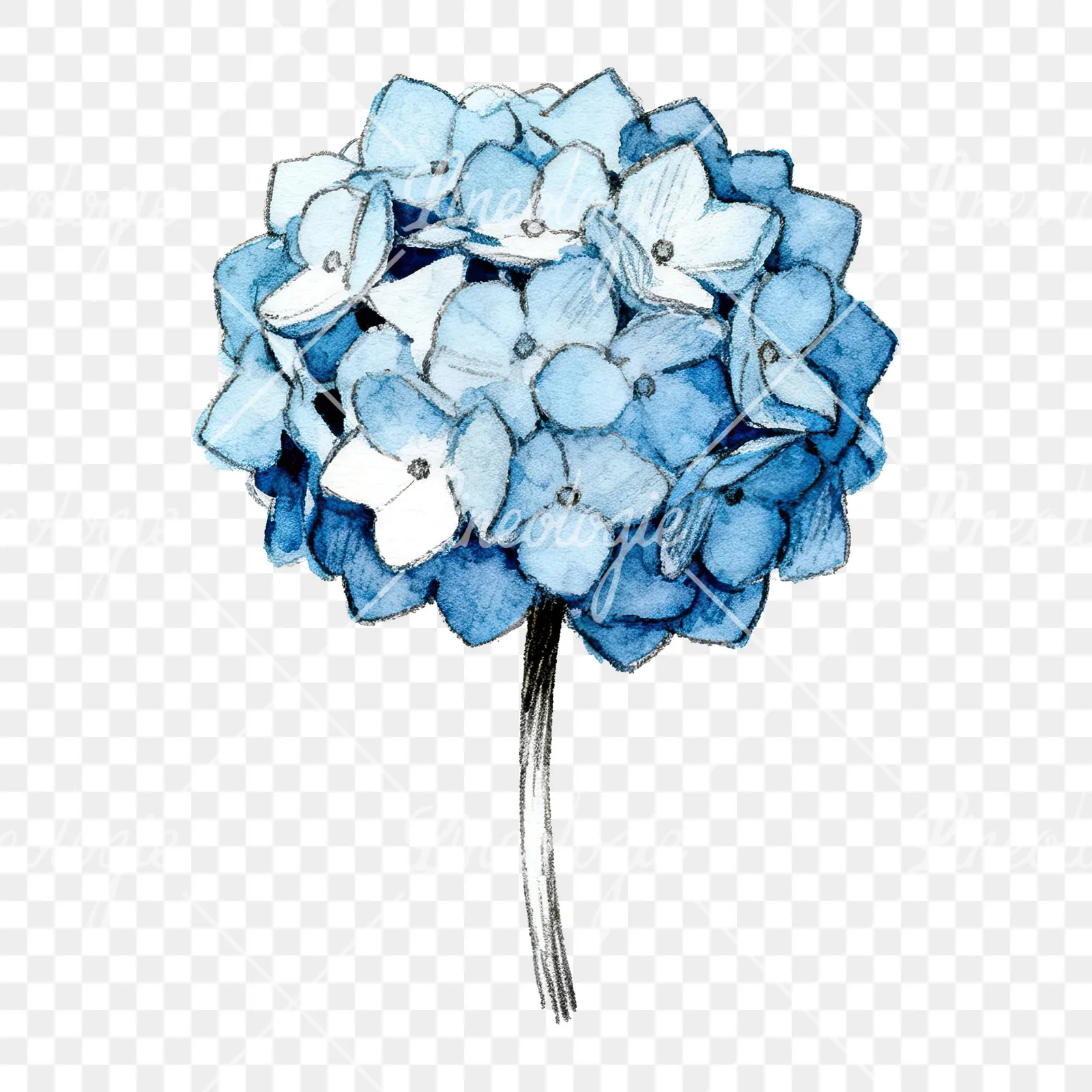 Watercolor hydrangea blue pink purple clipart 5 of 9 on a transparent background (PNG)