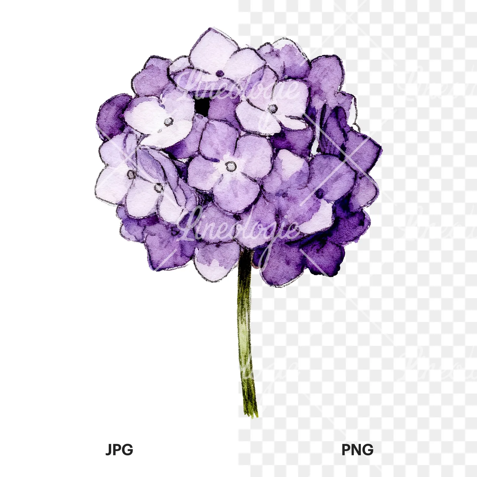 Watercolor hydrangea blue pink purple clipart 6 of 9, as a JPG on white and a transparent PNG