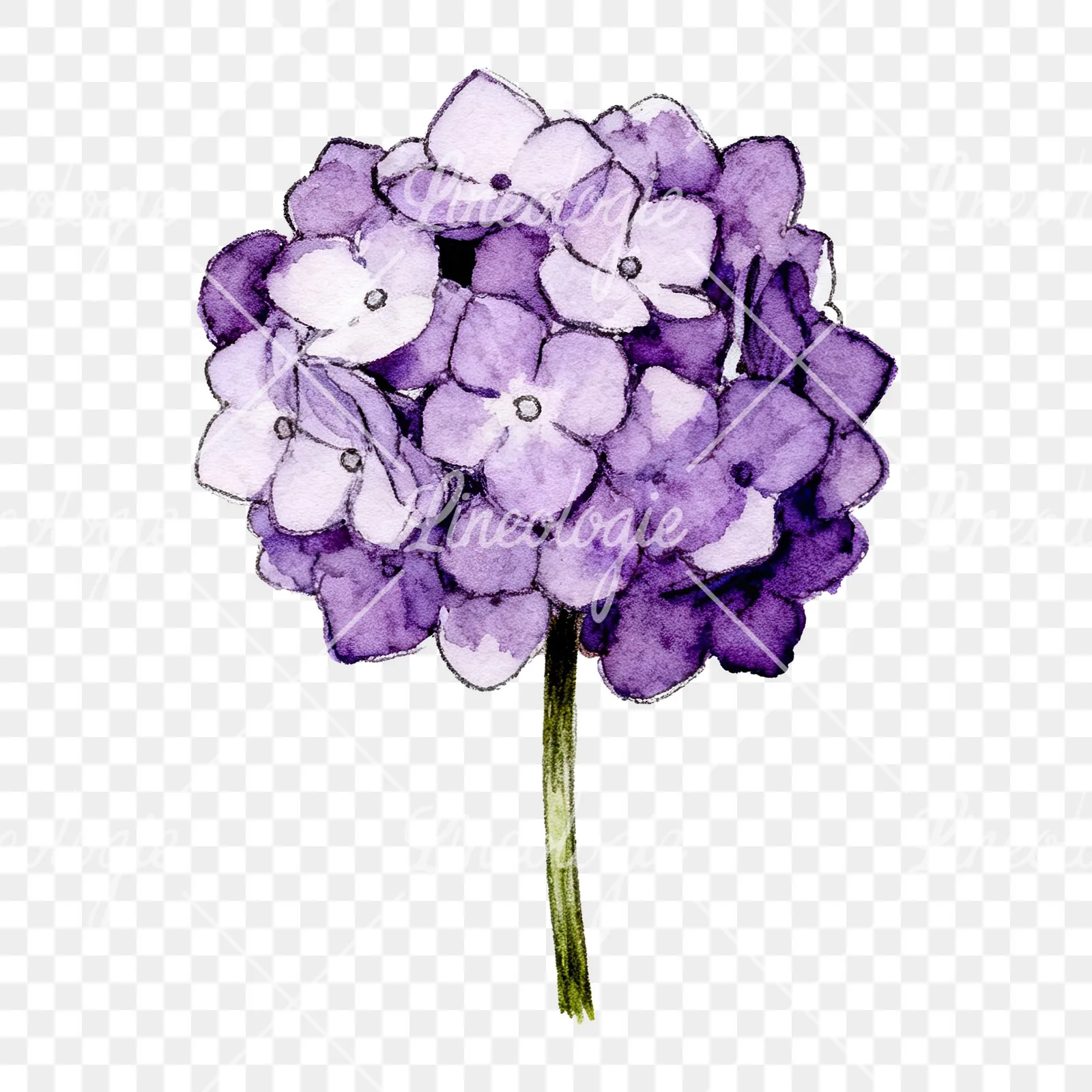 Watercolor hydrangea blue pink purple clipart 6 of 9 on a transparent background (PNG)