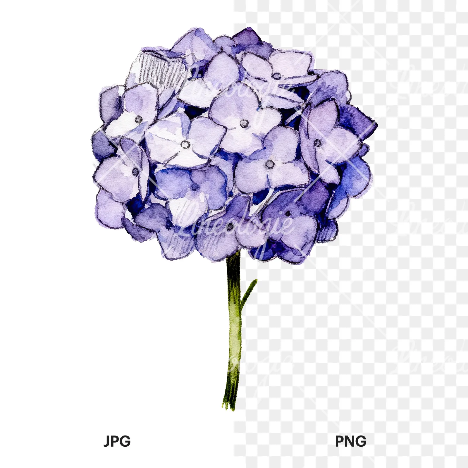 Watercolor hydrangea blue pink purple clipart 7 of 9, as a JPG on white and a transparent PNG
