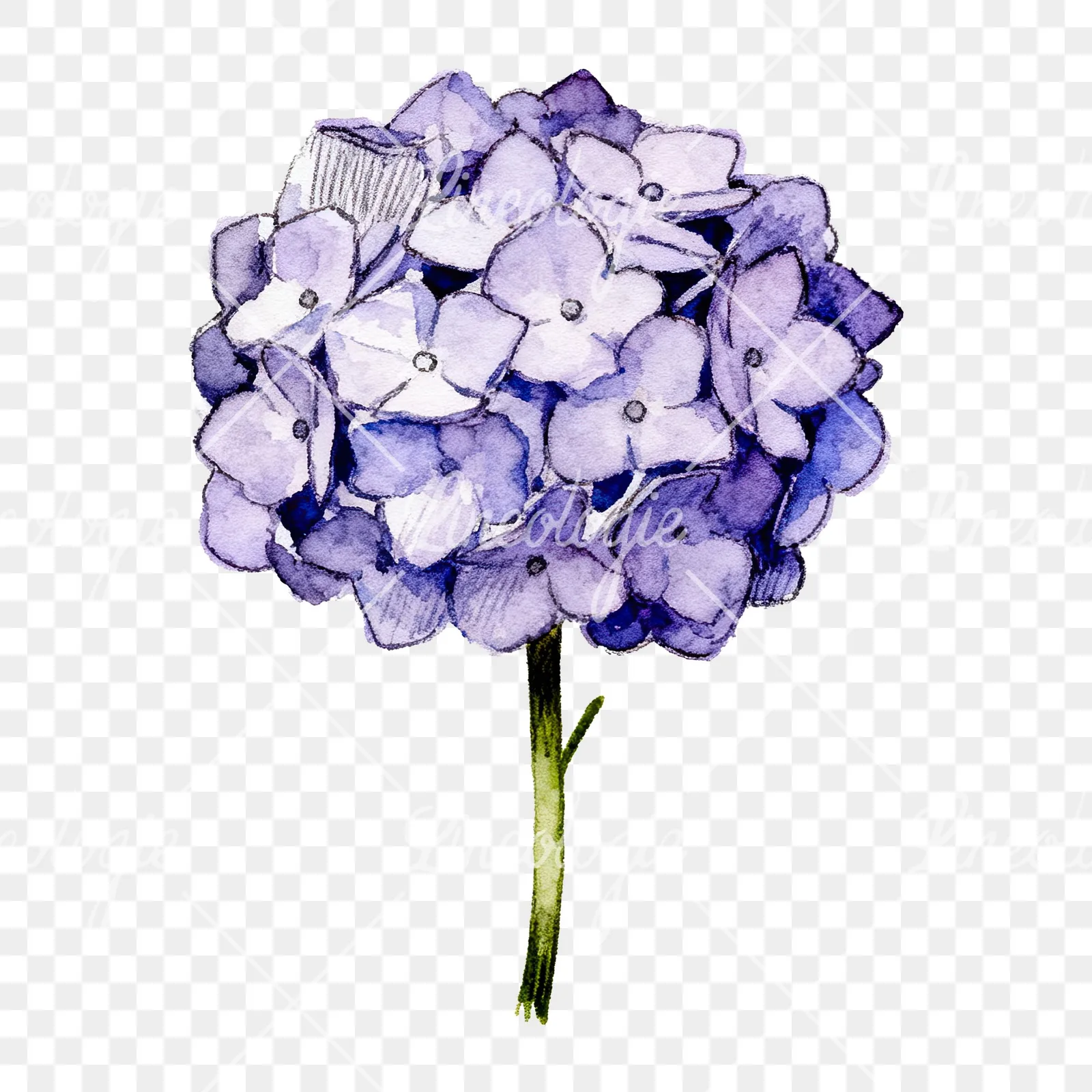 Watercolor hydrangea blue pink purple clipart 7 of 9 on a transparent background (PNG)