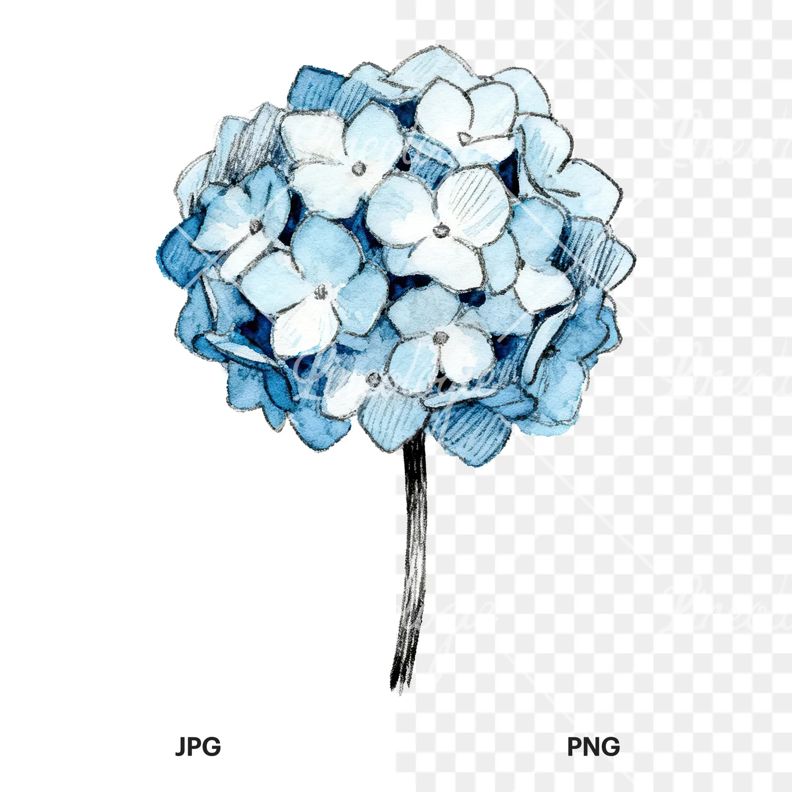 Watercolor hydrangea blue pink purple clipart 8 of 9, as a JPG on white and a transparent PNG