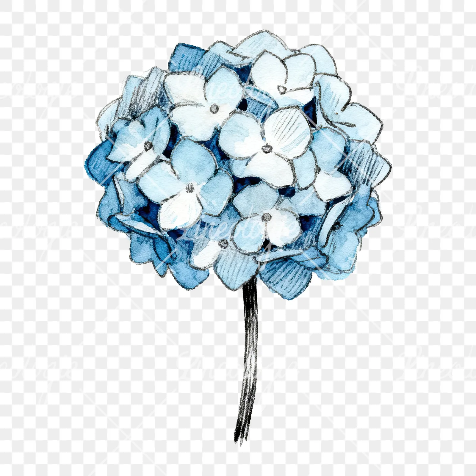 Watercolor hydrangea blue pink purple clipart 8 of 9 on a transparent background (PNG)