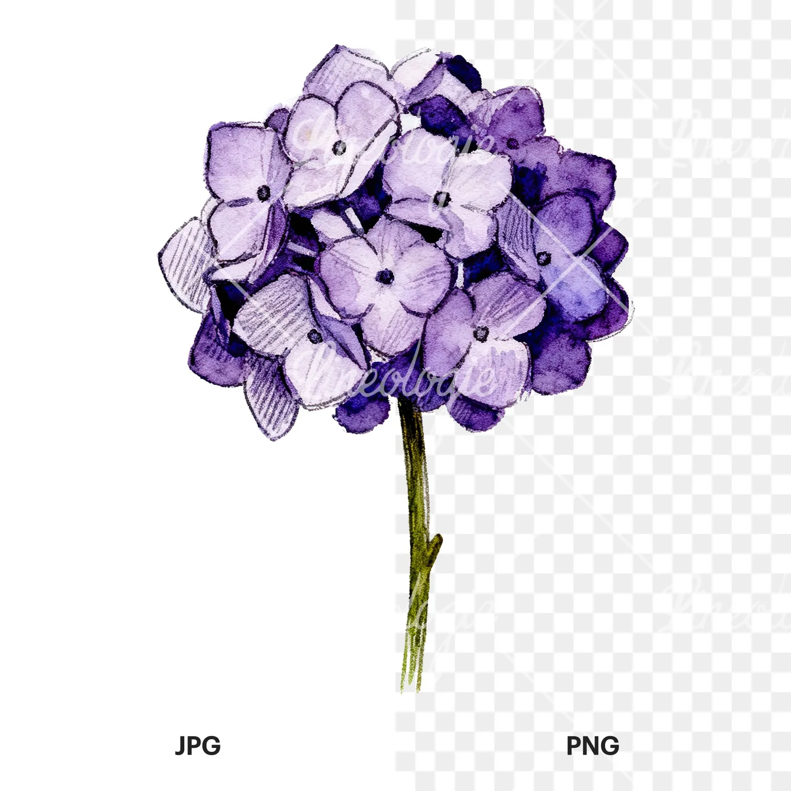 Watercolor hydrangea blue pink purple clipart 9 of 9, as a JPG on white and a transparent PNG