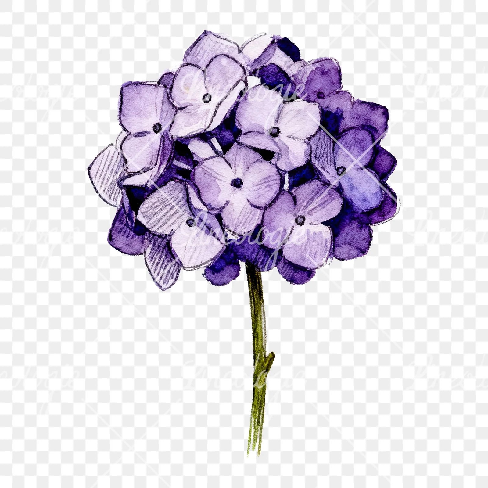 Watercolor hydrangea blue pink purple clipart 9 of 9 on a transparent background (PNG)