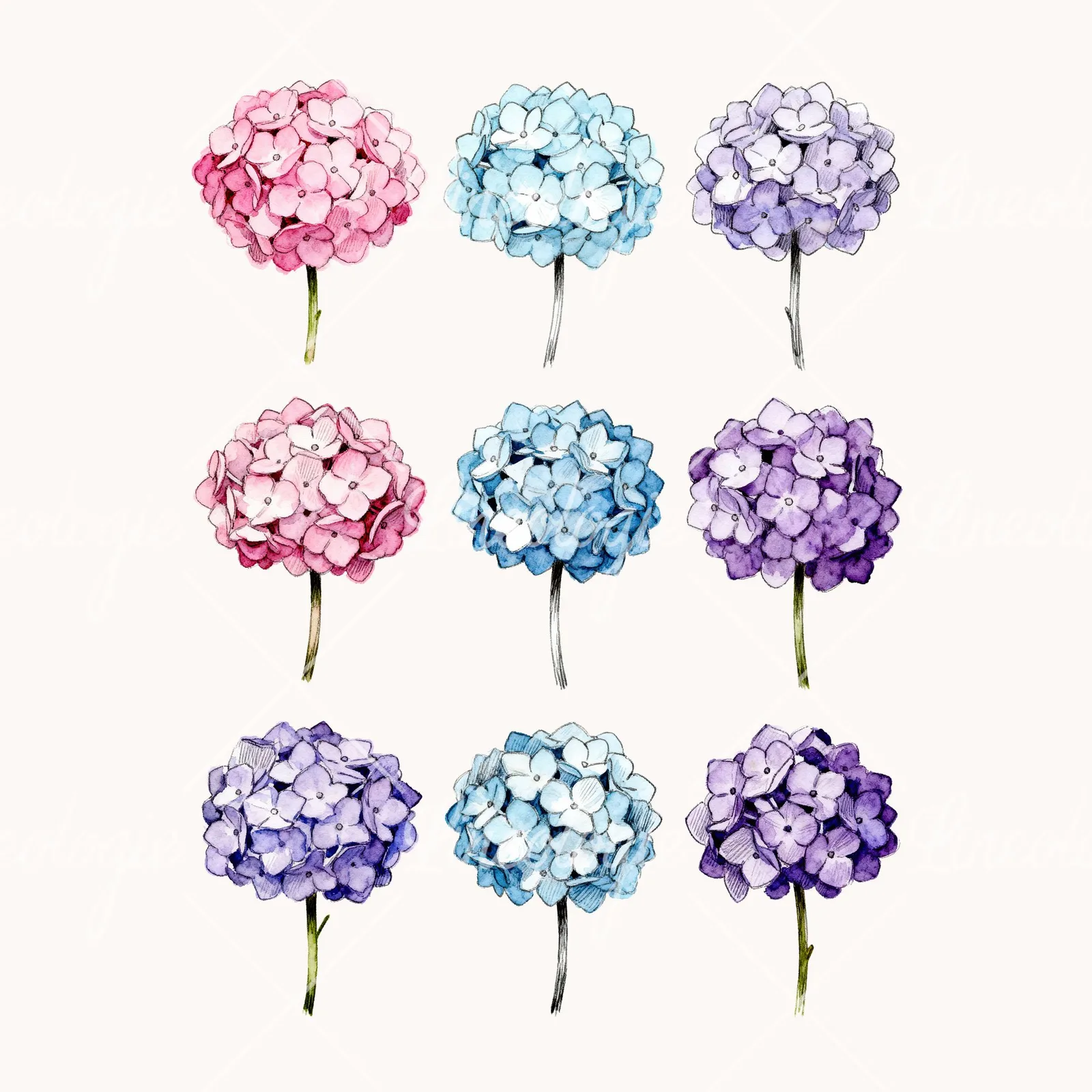Watercolor Hydrangea Blue Pink Purple Clipart, all 9 illustrations in the pack
