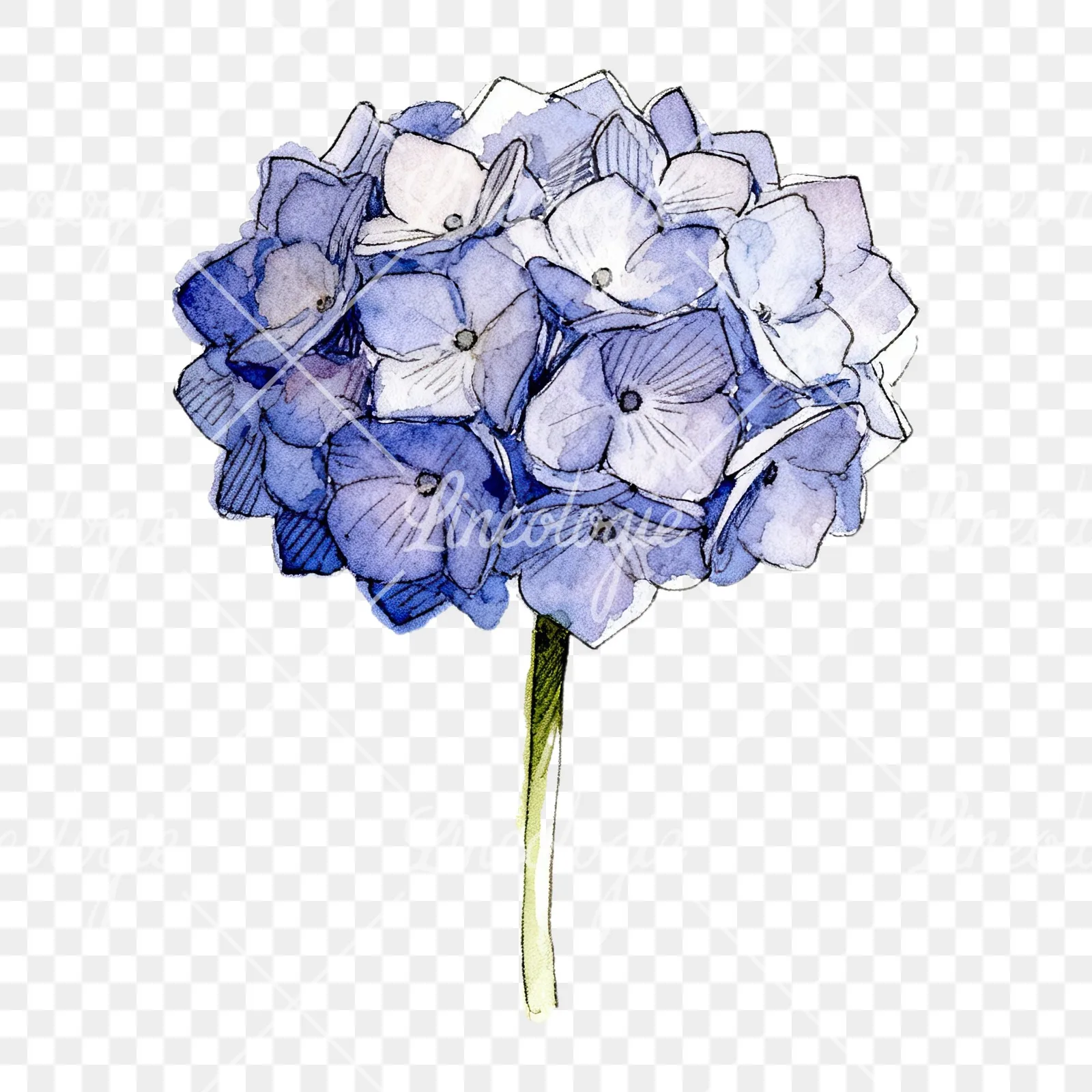 Watercolor hydrangea flower clipart 1 of 9 on a transparent background (PNG)