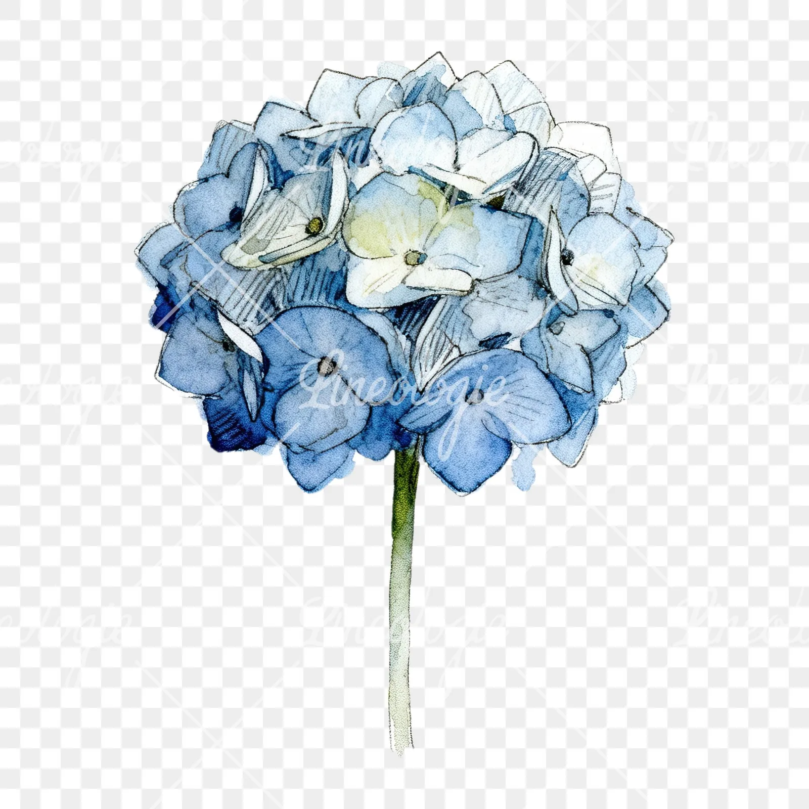 Watercolor hydrangea flower clipart 2 of 9 on a transparent background (PNG)