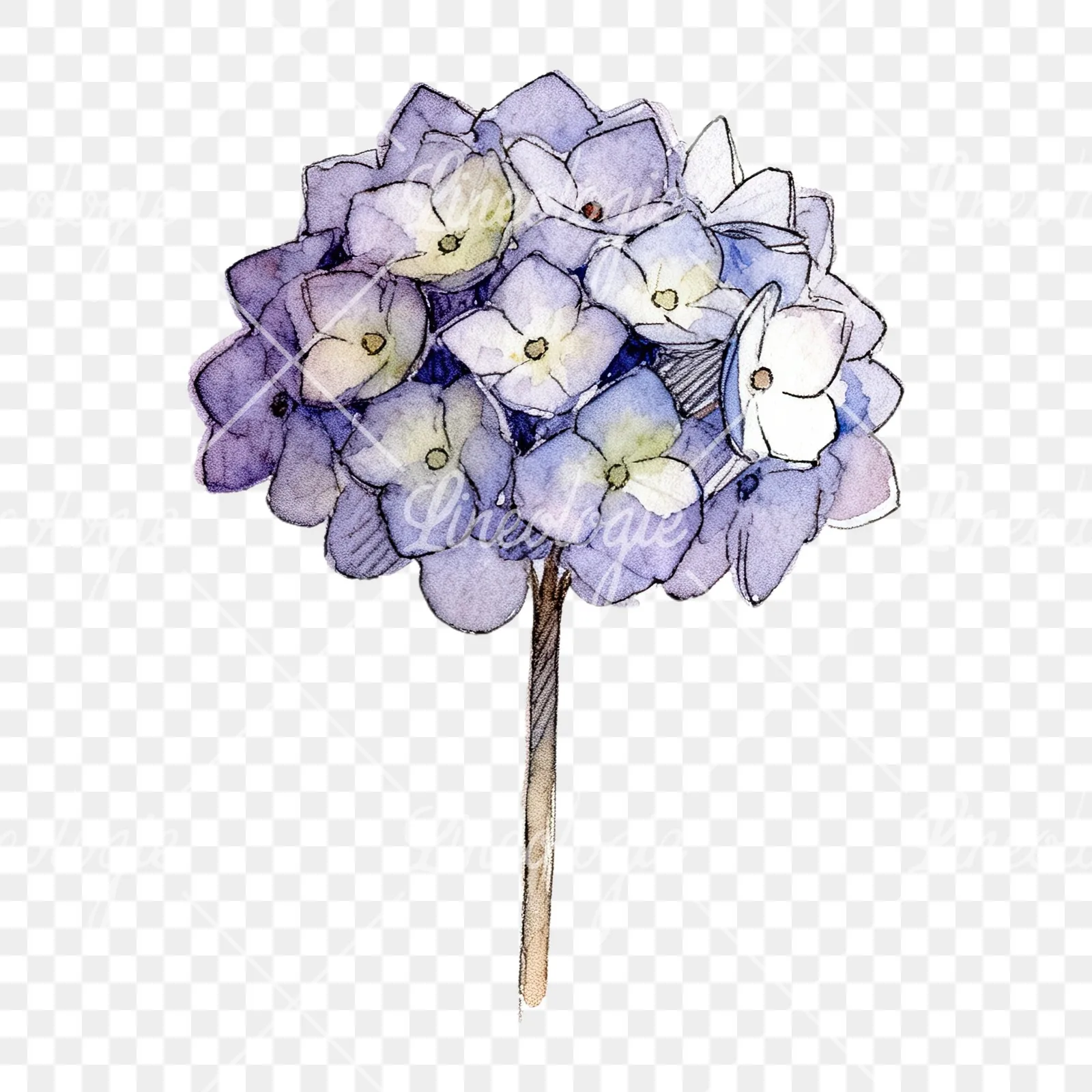 Watercolor hydrangea flower clipart 3 of 9 on a transparent background (PNG)