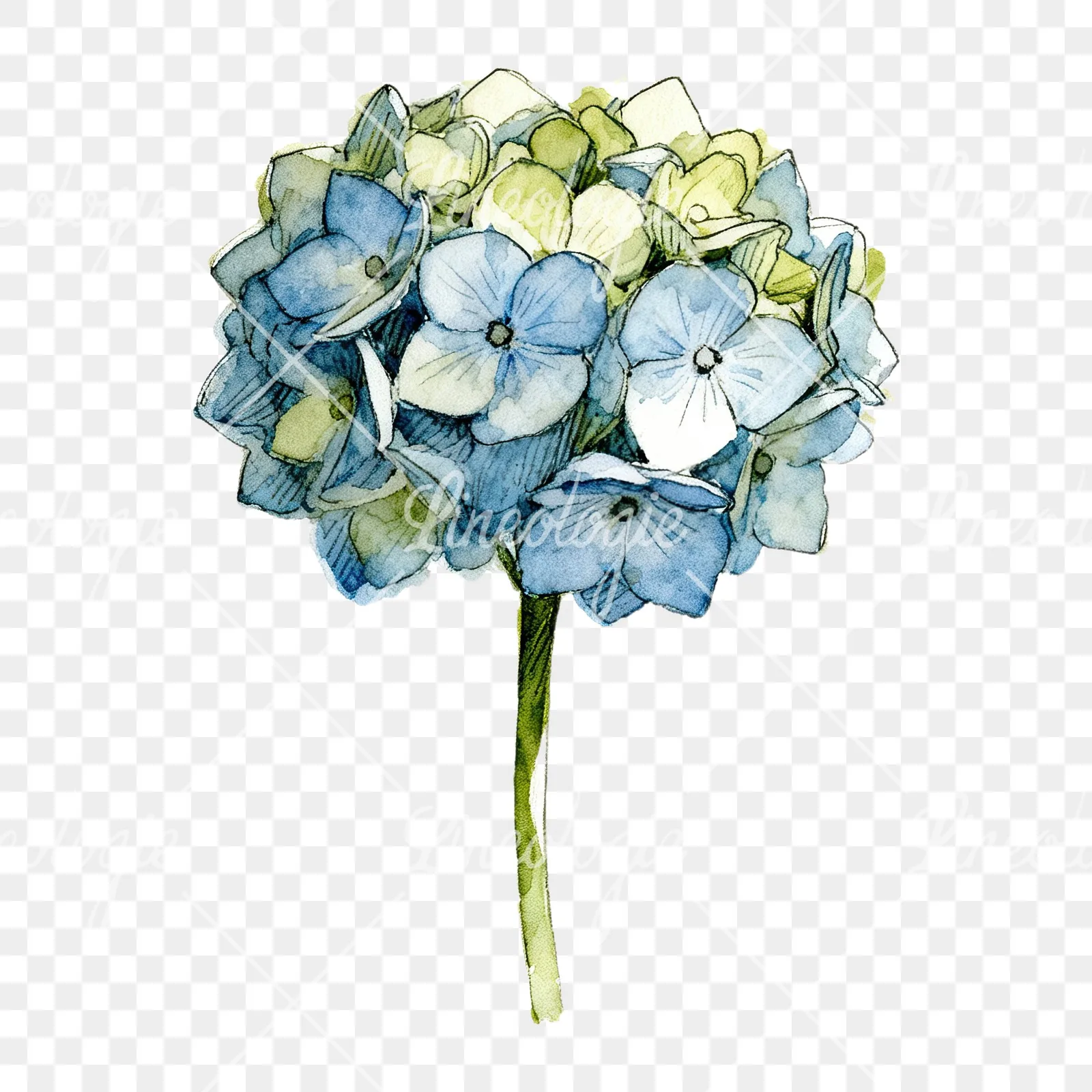Watercolor hydrangea flower clipart 4 of 9 on a transparent background (PNG)