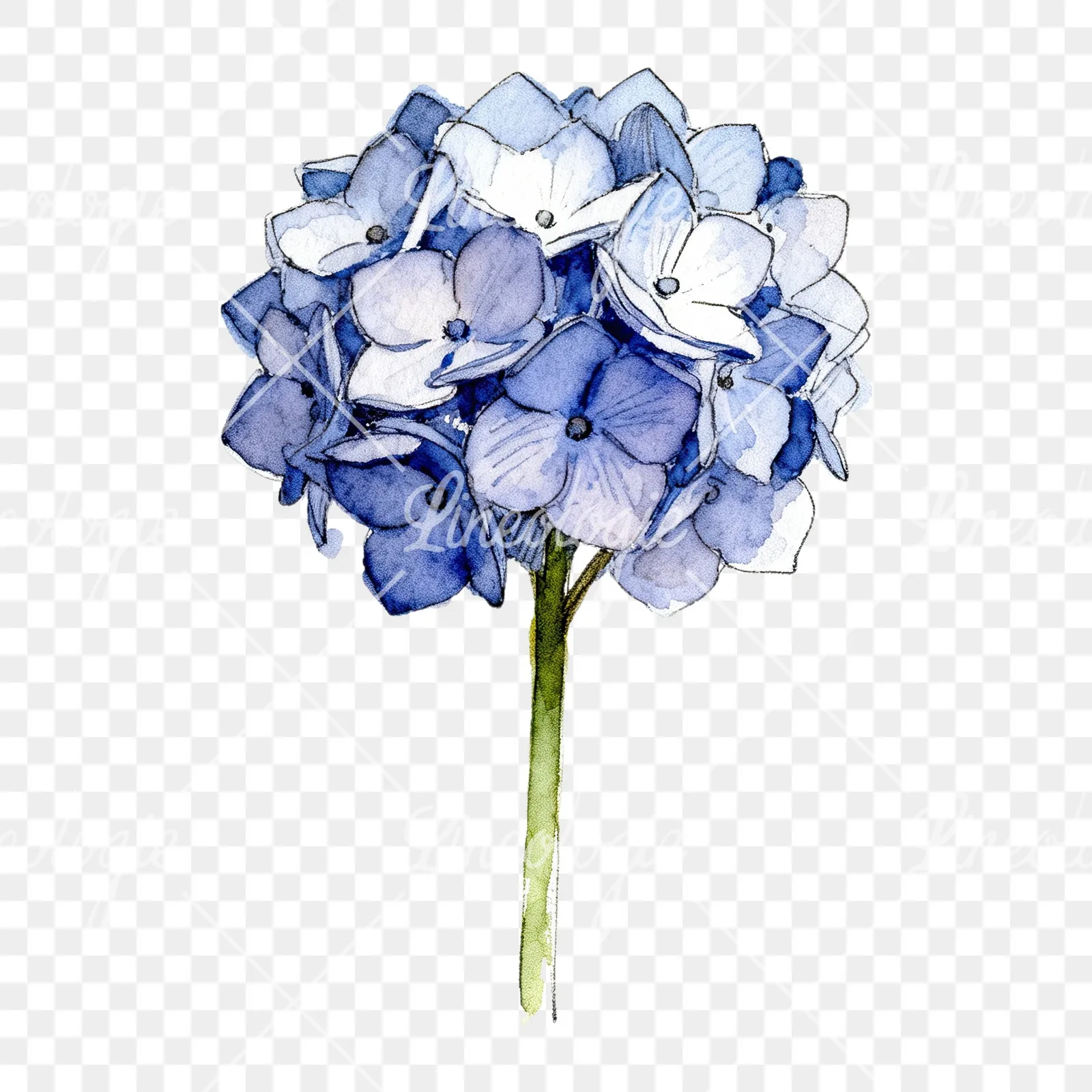 Watercolor hydrangea flower clipart 5 of 9 on a transparent background (PNG)