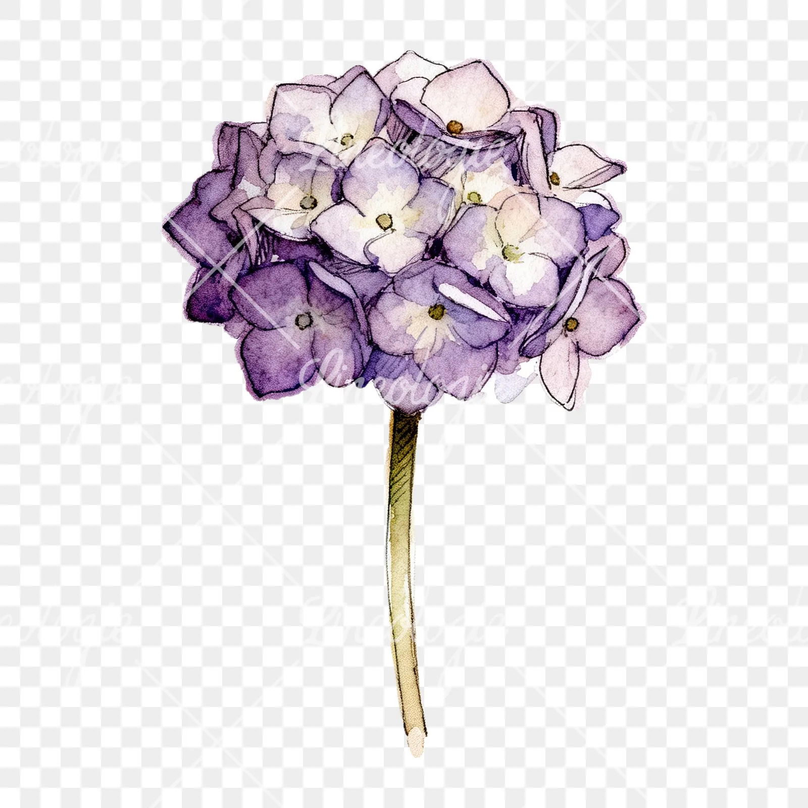 Watercolor hydrangea flower clipart 6 of 9 on a transparent background (PNG)