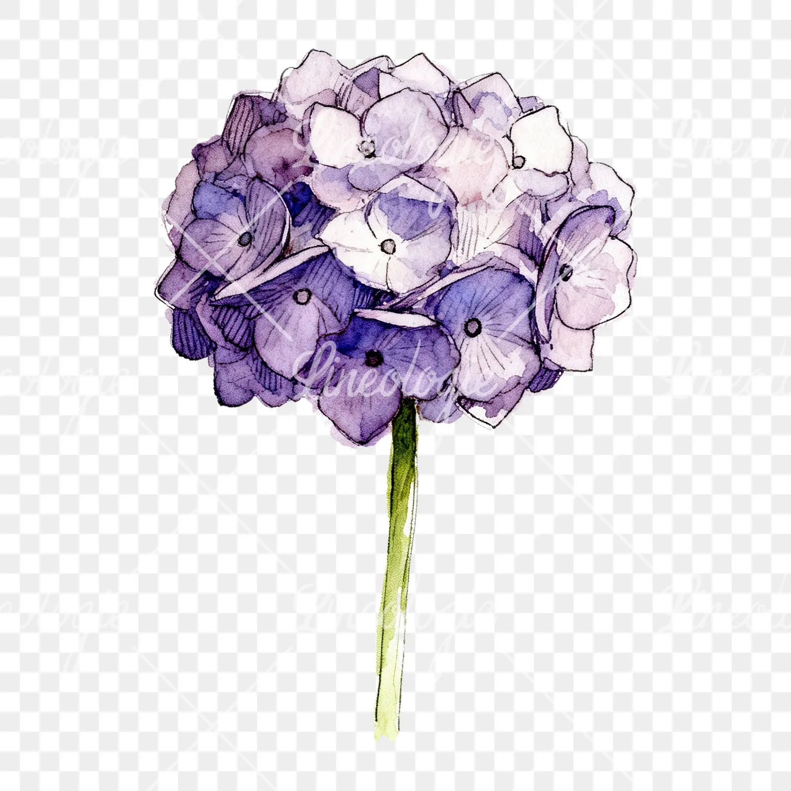 Watercolor hydrangea flower clipart 7 of 9 on a transparent background (PNG)