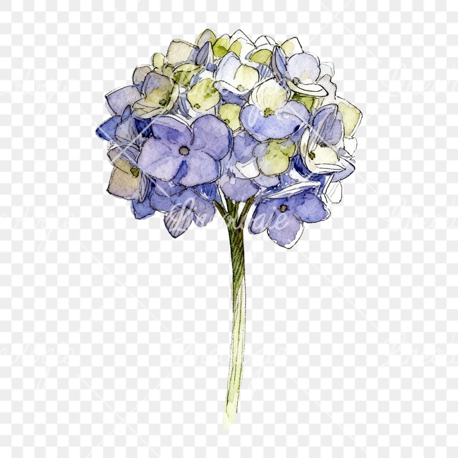 Watercolor hydrangea flower clipart 8 of 9 on a transparent background (PNG)