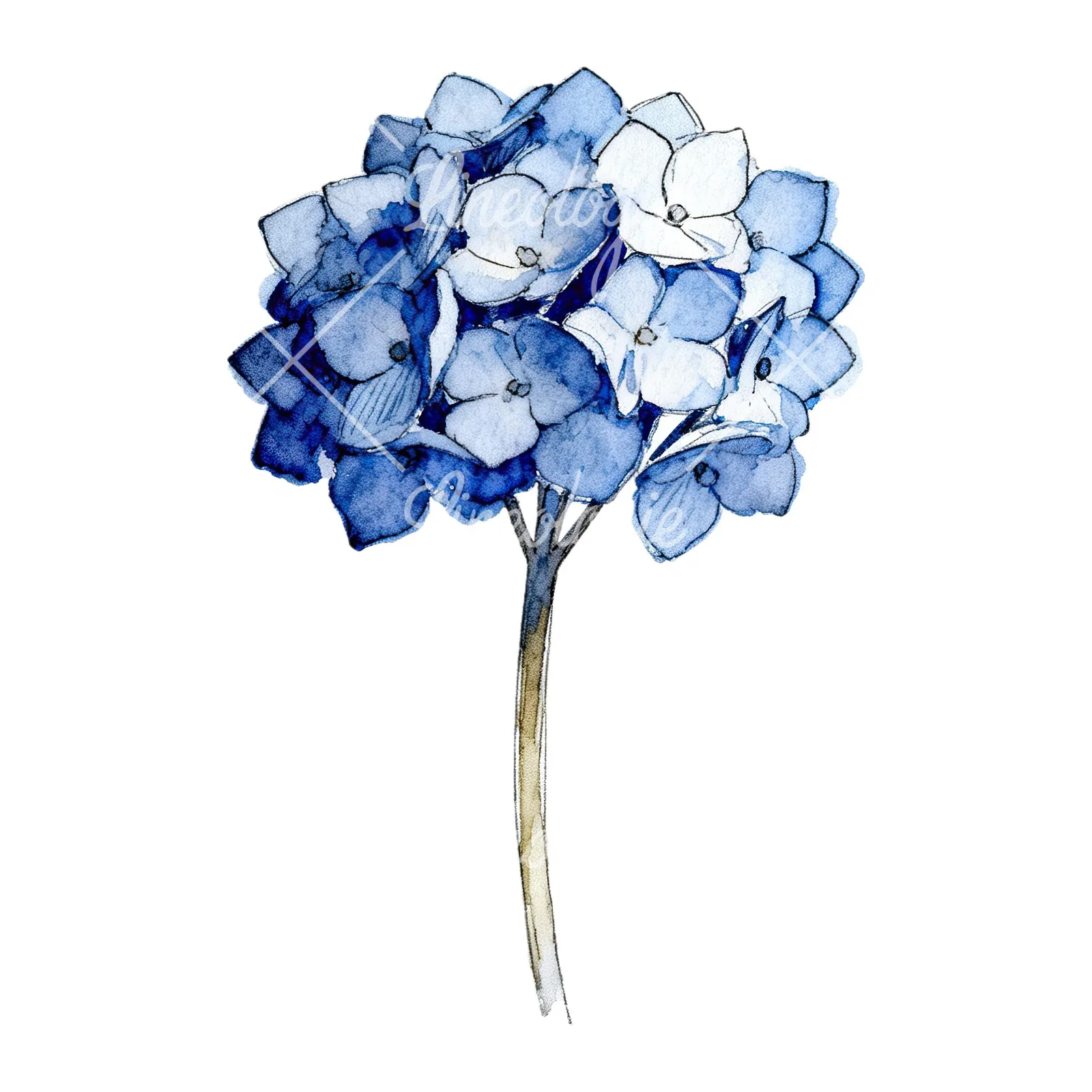 Watercolor hydrangea flower clipart 9 of 9 on a white background (JPG)