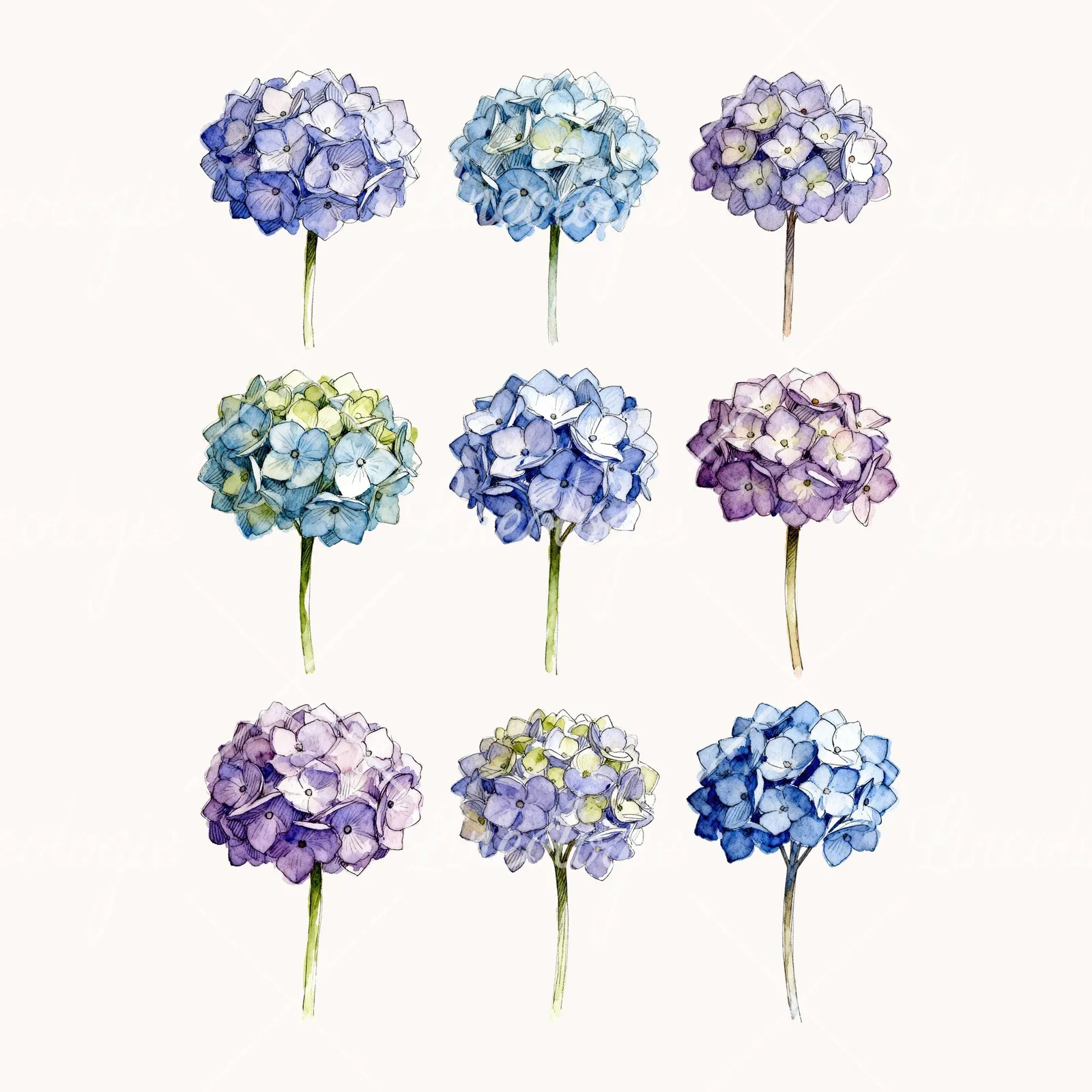 Watercolor Hydrangea Flower Clipart, all 9 illustrations in the pack