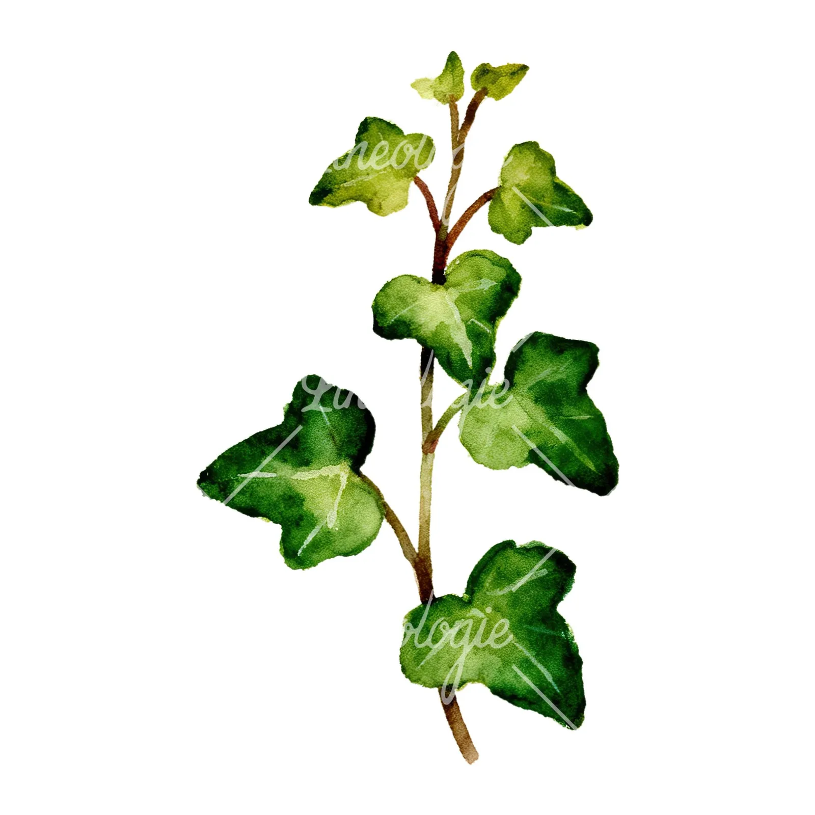 Watercolor spaced ivy branches and leaves clipart 1 of 9 on a white background (JPG)