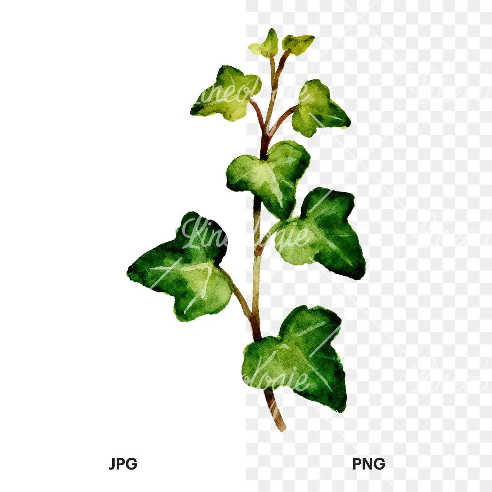 Watercolor spaced ivy branches and leaves clipart 1 of 9, as a JPG on white and a transparent PNG