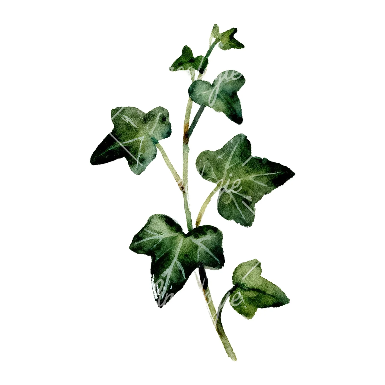 Watercolor spaced ivy branches and leaves clipart 2 of 9 on a white background (JPG)