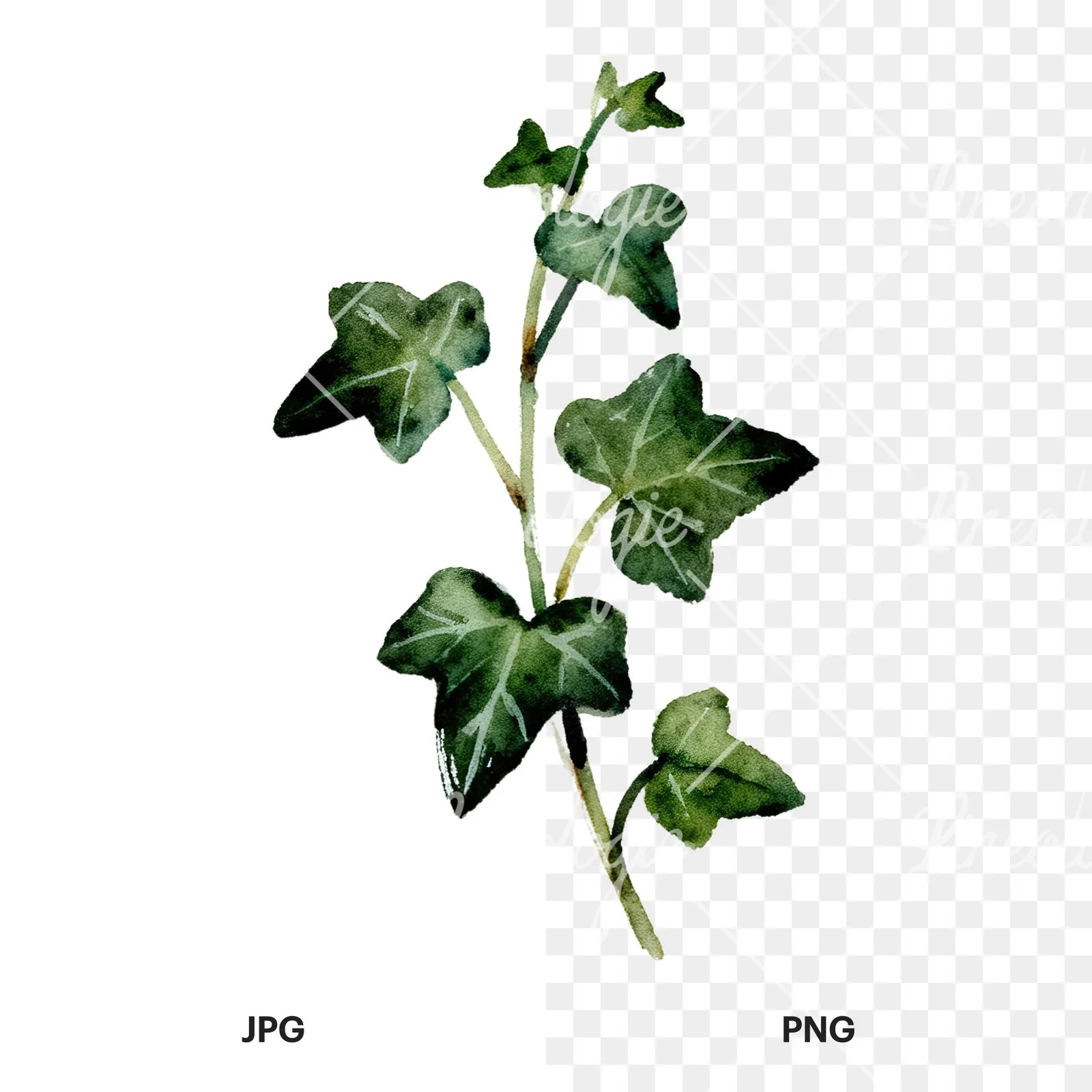 Watercolor spaced ivy branches and leaves clipart 2 of 9, as a JPG on white and a transparent PNG
