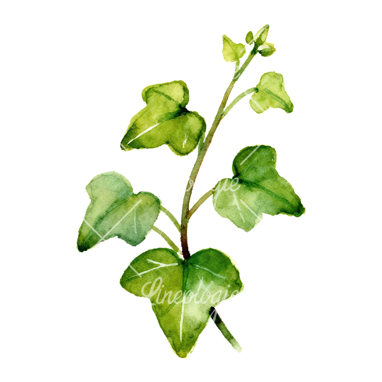 Watercolor spaced ivy branches and leaves clipart 3 of 9 on a white background (JPG)